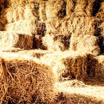 Small Square Bale of Hay — Heart Sing Horse Journeys