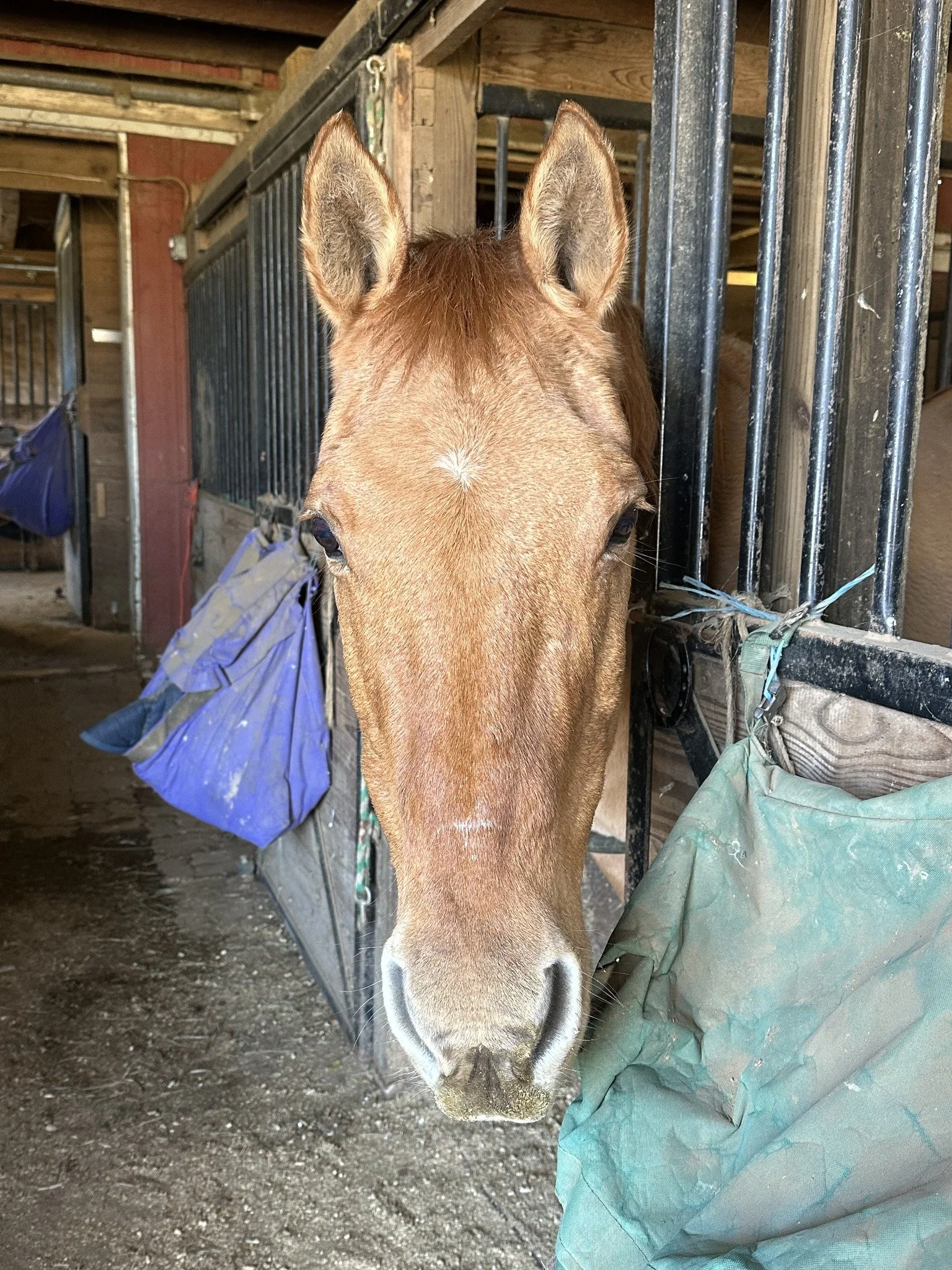 Heart Full Boundaries Through the Way of The Horse. 