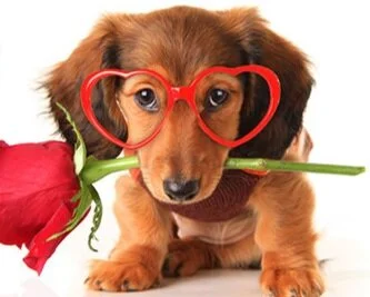 Adopt Your Furever Valentine