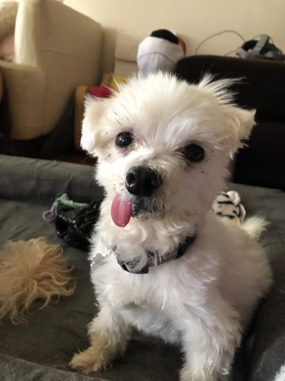 Small white dog with tongue out sitting on a gray bed indoors.