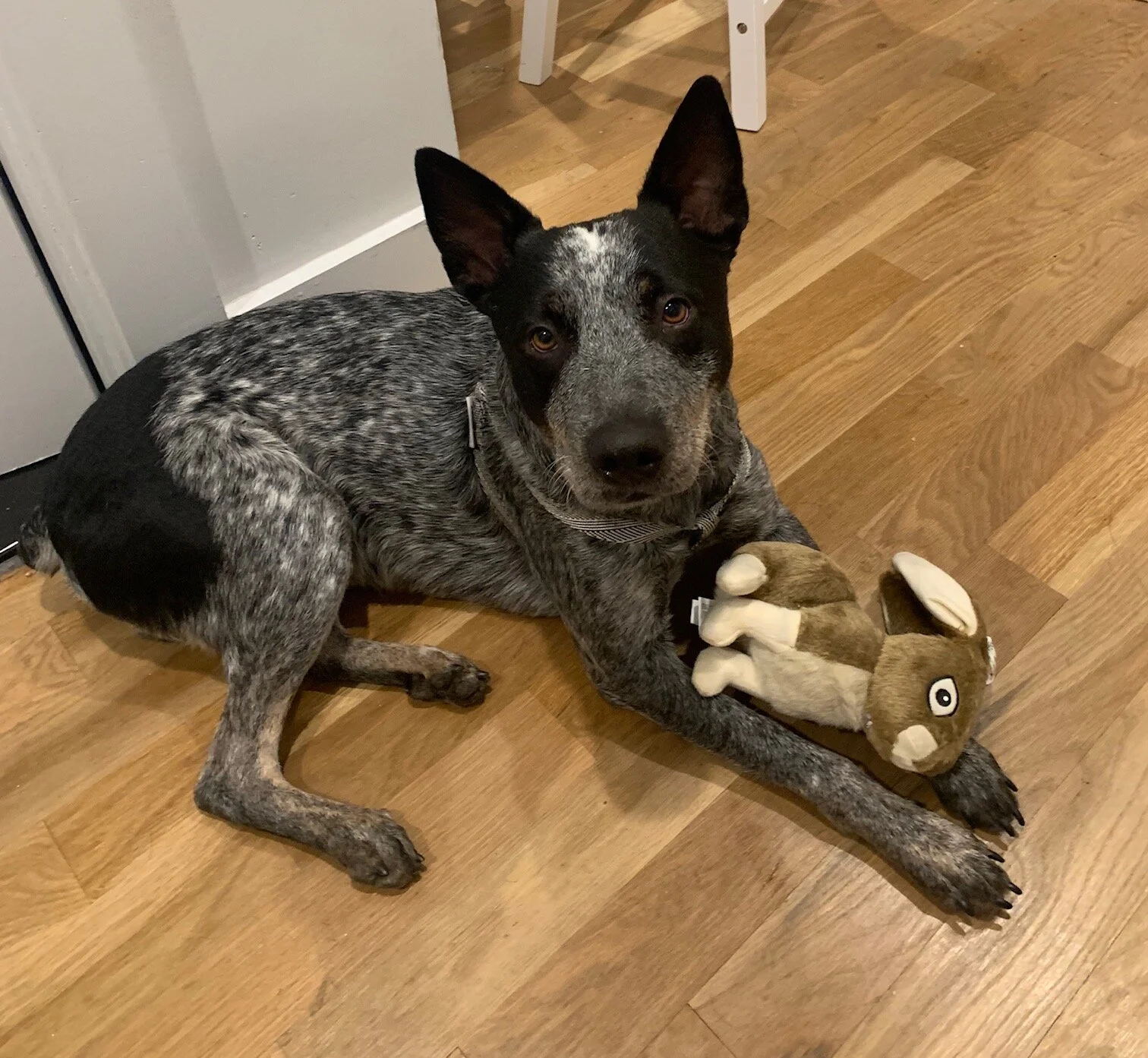 Australian Cattle Dog lying on a wooden floor with a stuffed rabbit toy.