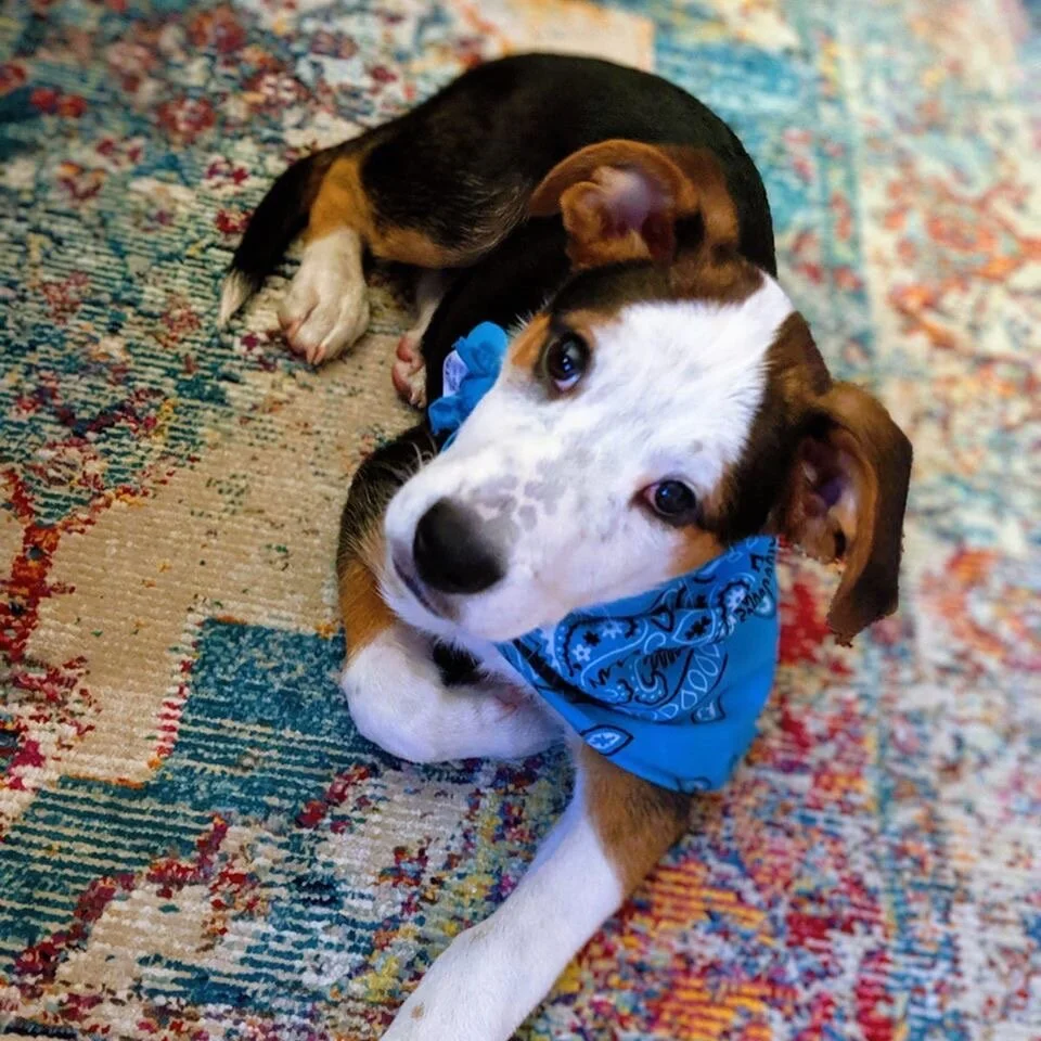 A puppy with a black, white, and brown coat, wearing a blue bandana, lying on a colorful patterned rug.