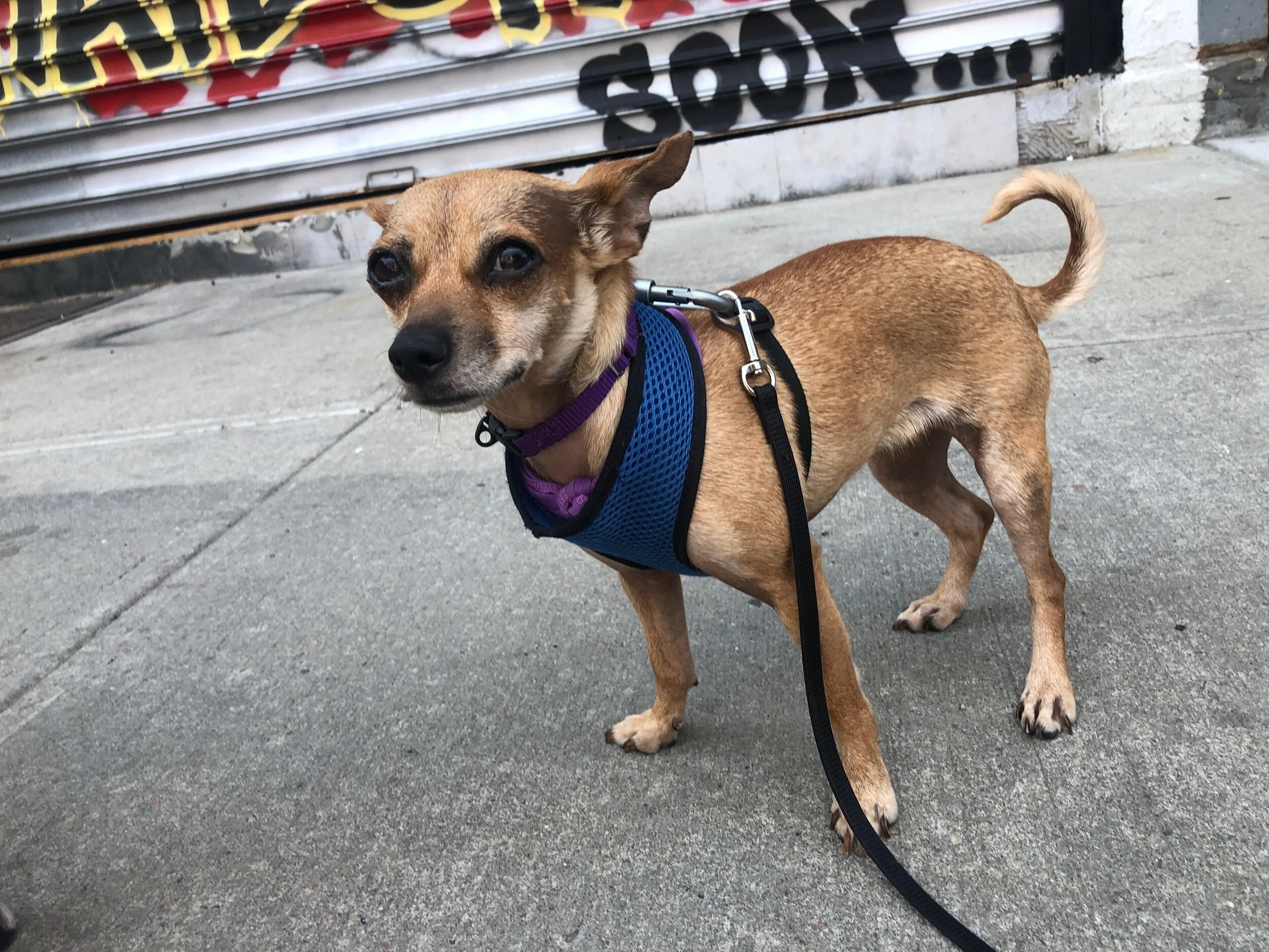 Small brown dog wearing a blue harness standing on a sidewalk with a closed graffiti-covered storefront in the background.