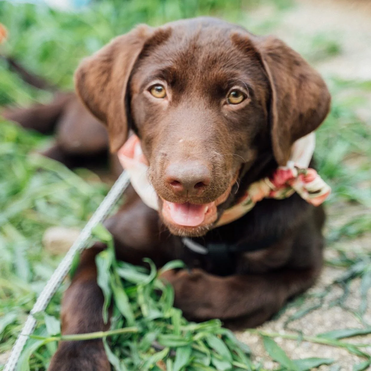Chocolate Labrador puppy lying on grass with a floral bandana and leash.