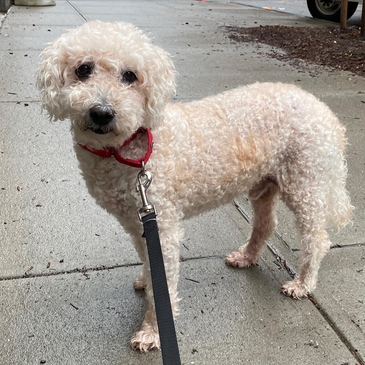 Meet Snowball! ❄️

This 9 year old, 25lb apricot poodle is as wonderful as you can get in a pup. 
He is deaf, but it hasn't impacted his life one bit except to make him that much more attentive to his humans!

His foster mom says:
&quot;Snowball is a