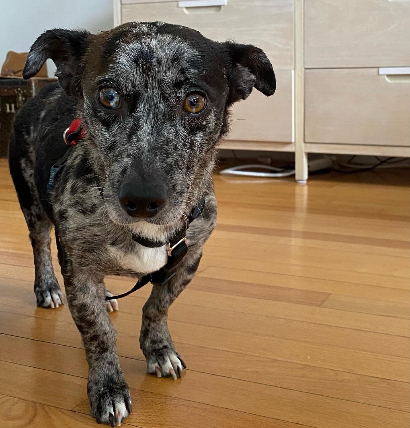 Meet Bandit!!💙
This super sweet 1 year old doxie mix is a truly mild-mannered and lovely addition to almost any home.

His foster mom says he&rsquo;s:

Housebroken
Walks well on a leash
Crate trained - loved to cuddle up in his crate with a plush to