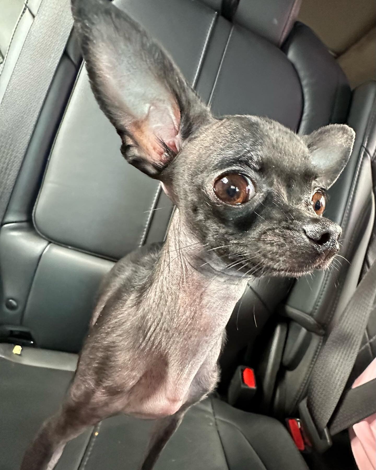Meet Shimi!!💜

&lsquo;Bite size Beauty&rsquo;

&ldquo;Good things come in small packages right? Doesn't get much smaller than this!&nbsp;

Shimi is a 2 pound, 3 year old teacup Chihuahua!

She can fit in a pocket, purse , or your arms and snuggle up
