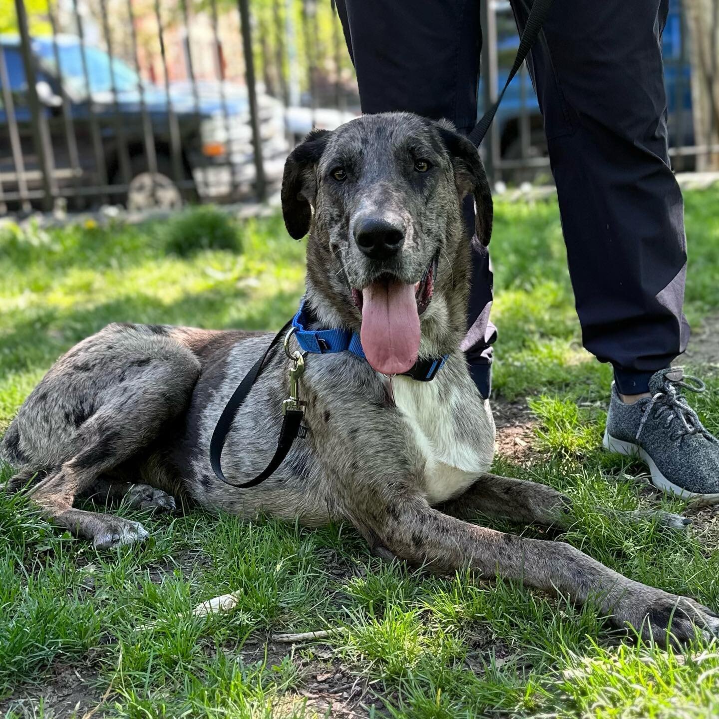 Meet 2 year old Hane the Dane (mix)!💙

This sweet boy was dropped off at boarding playgroup and never picked up! If you can imagine anyone abandoning such a sweet and good boi....
No matter because their loss is definitely someone else's gain!

His 