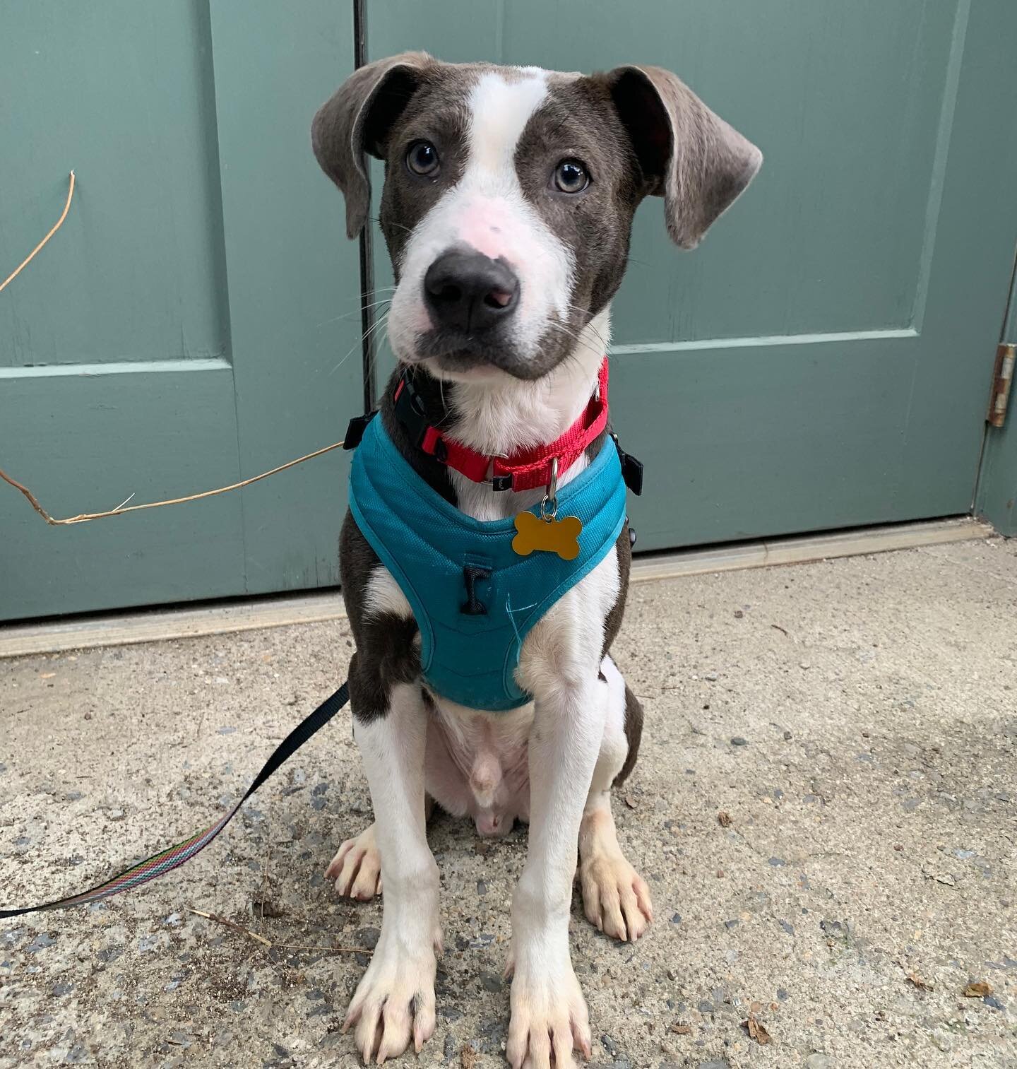 PUPDATE - ADOPTED Meet Nugget! 💙

This ADORABLE 7 month old pointer mix is literally fabulous. He is super smart and very well trained. You can hardly believe he's a puppy!

His foster mom says:
&quot;Nugget is a very sweet and gentle boy. He seems 