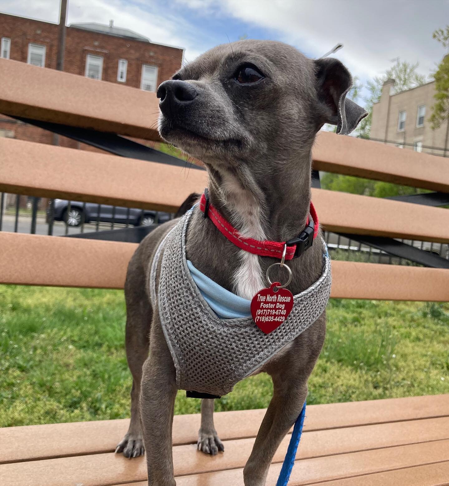Meet Dobie! 💙
This 7 year old pocket sized pup is a really great addition to almost any home. His foster family has kids and dogs, and he was previoulsy fostered with kids, cats and dogs before he came to us.

His foster mom says:
&quot;Dobie has be