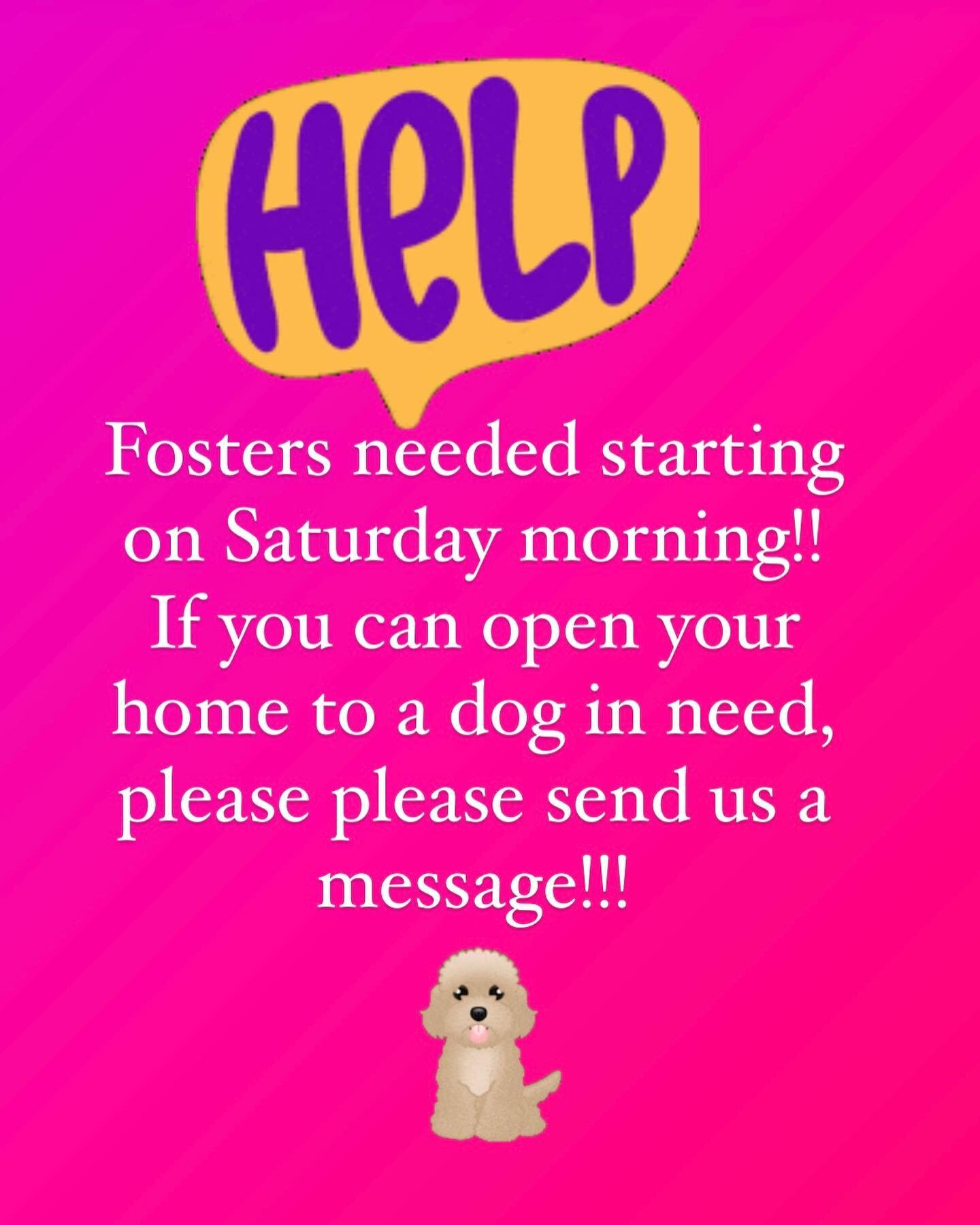 Attention foster families! 

If you can help a small or medium dog or puppy starting on Saturday, please reach out to us via DM or email Fosters.truenorthrescue@gmail.
com! 

Dogs need your help!