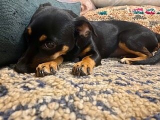 Meet Lyric!!💜

This sweet but shy pup came her with her sisters to find her forever family. They&rsquo;re both already adopted and living their best happiest lives and now it&rsquo;s her turn!!! 
She&rsquo;s a rat terrier/doxie mix and will remain a