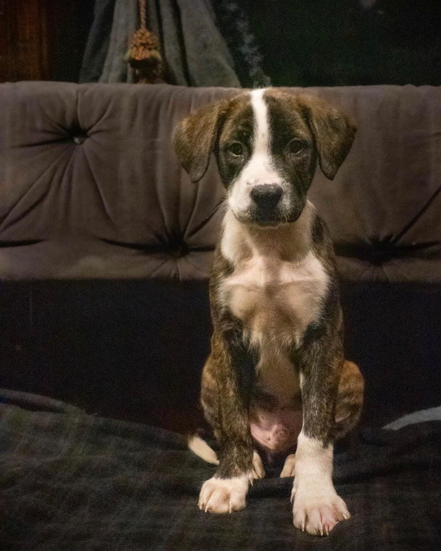 Meet Clayton!!!💙

This delightful 3ish month old pup came here with his 4 siblings in the hopes of finding his forever family!
He&rsquo;s learning fast, loves other dogs, kids and long romps in the yard.
He&rsquo;s a hound mix and will be a medium s