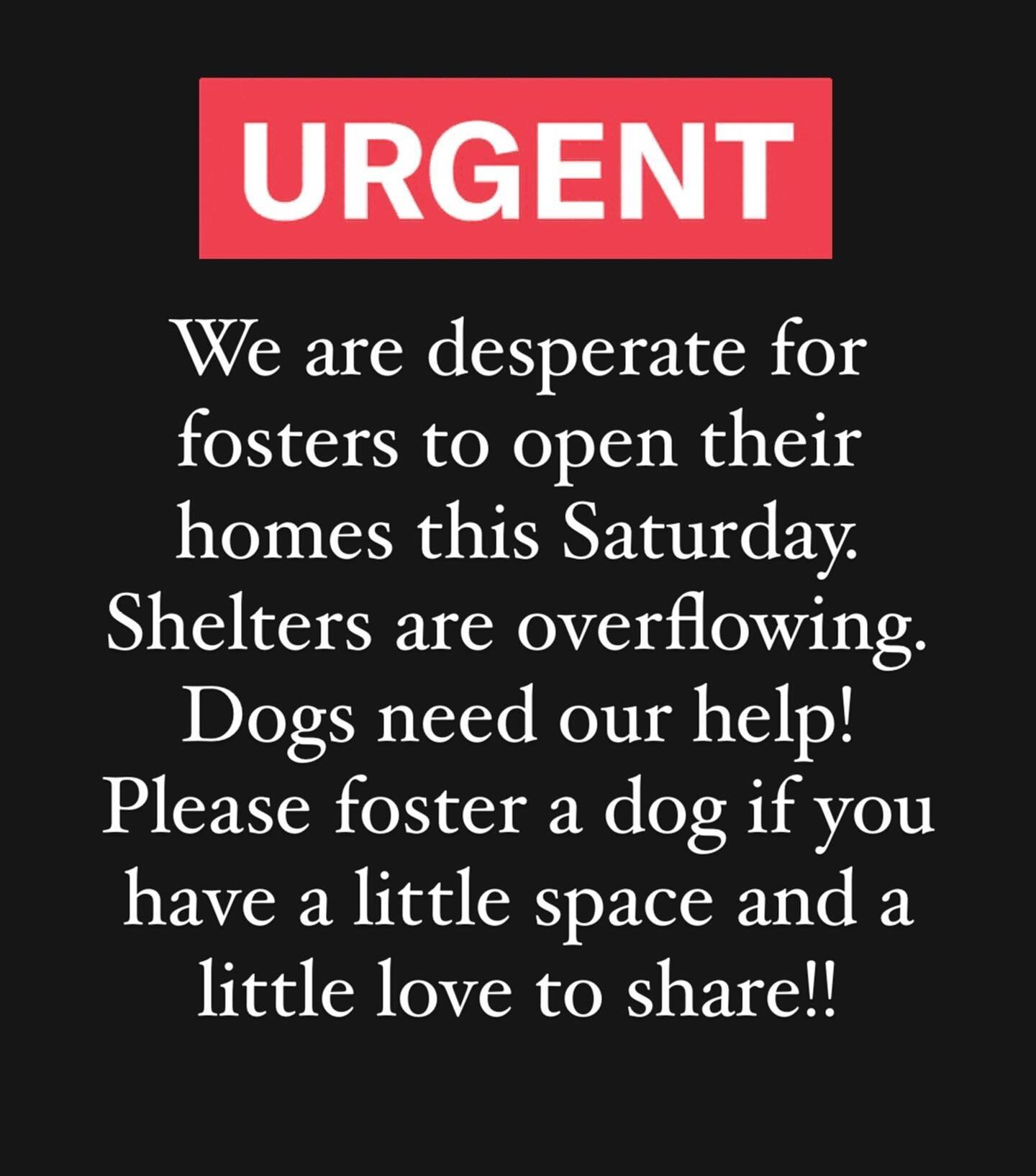 All of the dogs posted are dog friendly and all-people friendly.
Many are fostered with kids in the Southwest. 
Most are already known to be cat friendly.
They&rsquo;re fully vetted and sterilized.
Please DM to help or email fosters.truenorthrescue@g