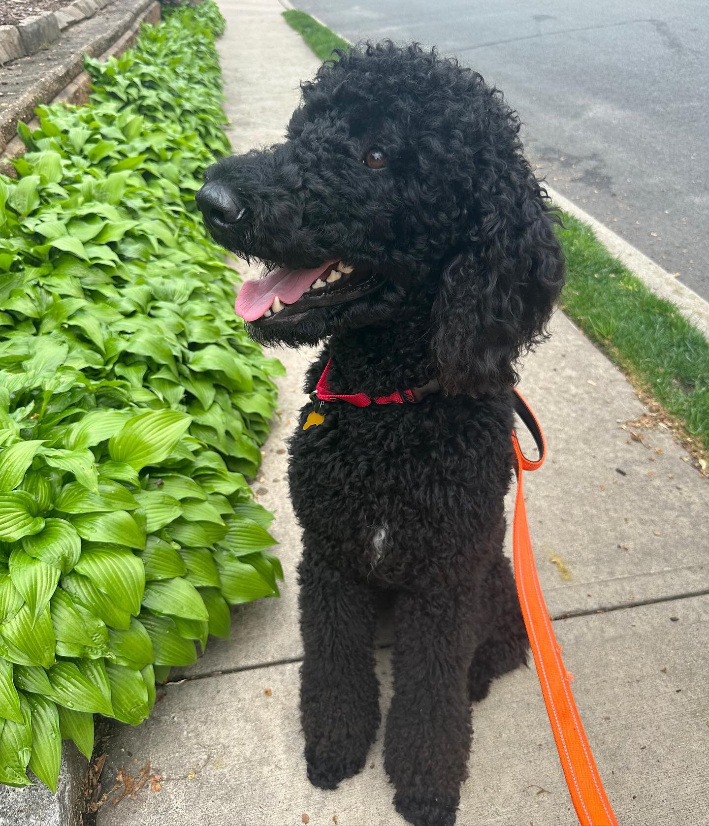 Meet Harley! 
This incredible 1.5 year old Standard Poodle is looking for his forever family. He came to us through another rescue when he was given up by his family due to long long work hours. 
His brother Davidson is also looking for his forever f
