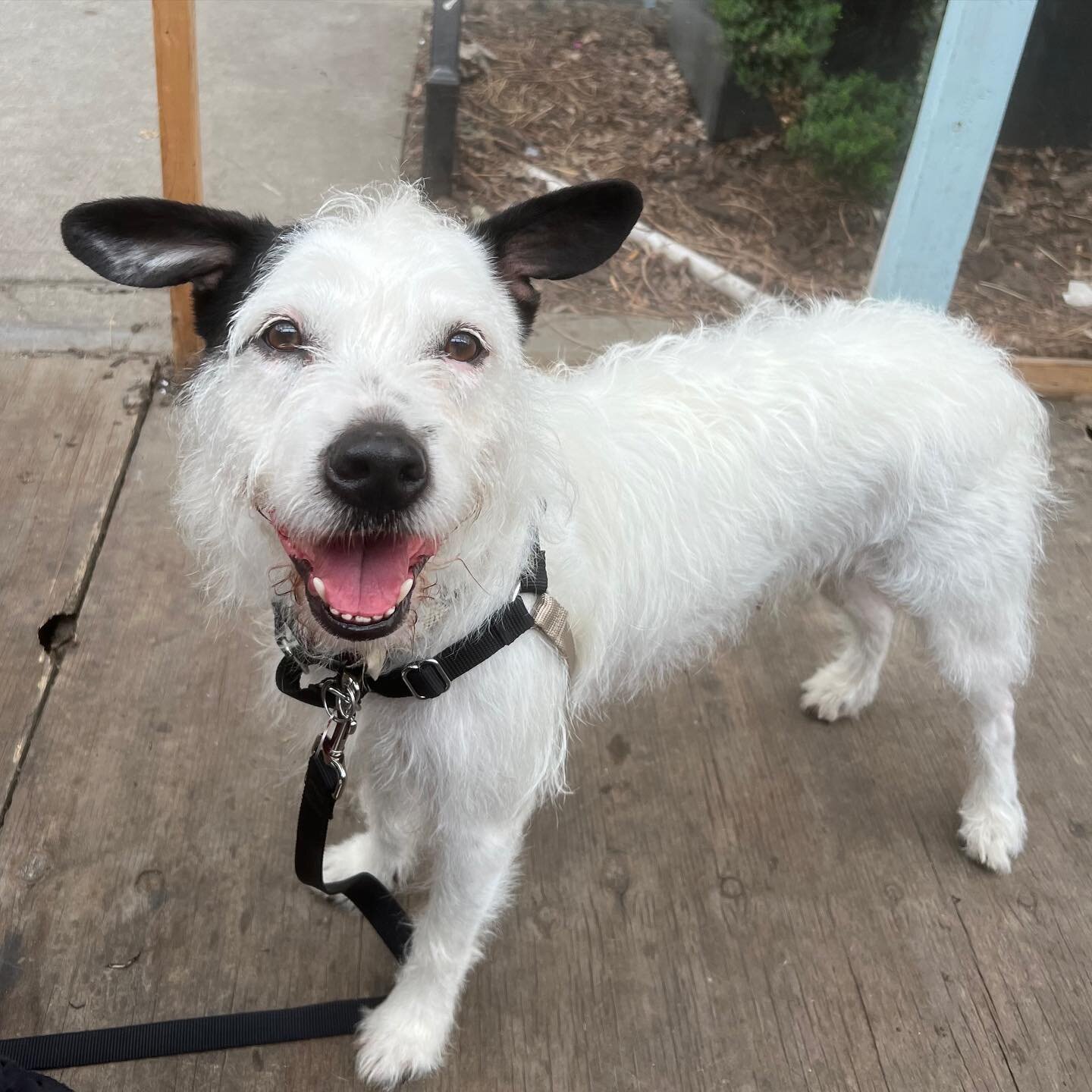 Meet Cairo! 
This incredibly sweet 2 year old 35lb scruffy sweetie is looking for her forever family! She came to us from a partner that needed to help her find her forever family up North. 

Her foster mom says:
&quot;Meet Cairo, a 2 year old, perfe