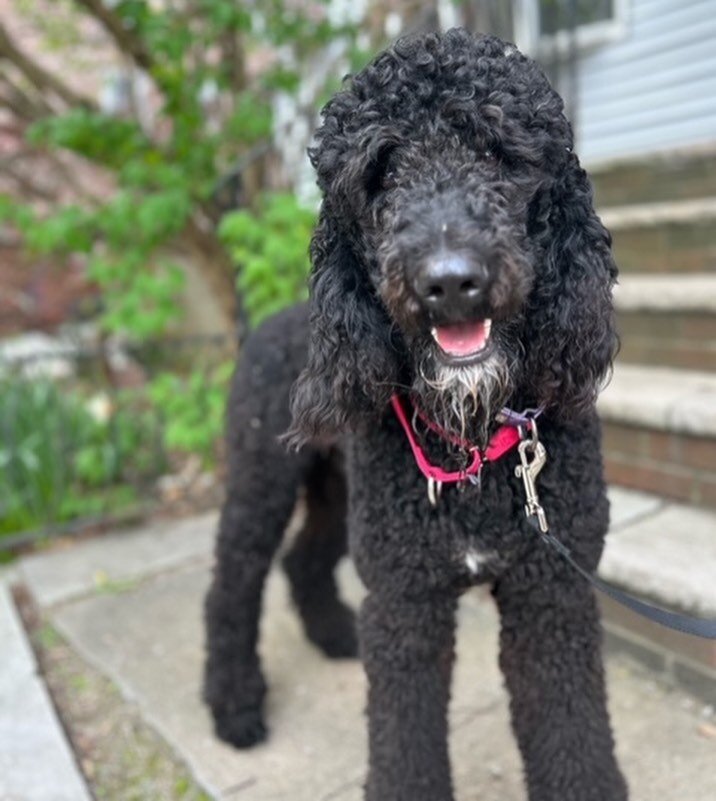 Meet Davidson!!!💙

This 1 1/2 year-old 60 pound standard poodle is ready to find his forever family. He is fully vetted, neutered, and microchipped. He came here with his brother as an owner surrender from a family that could no longer care for them