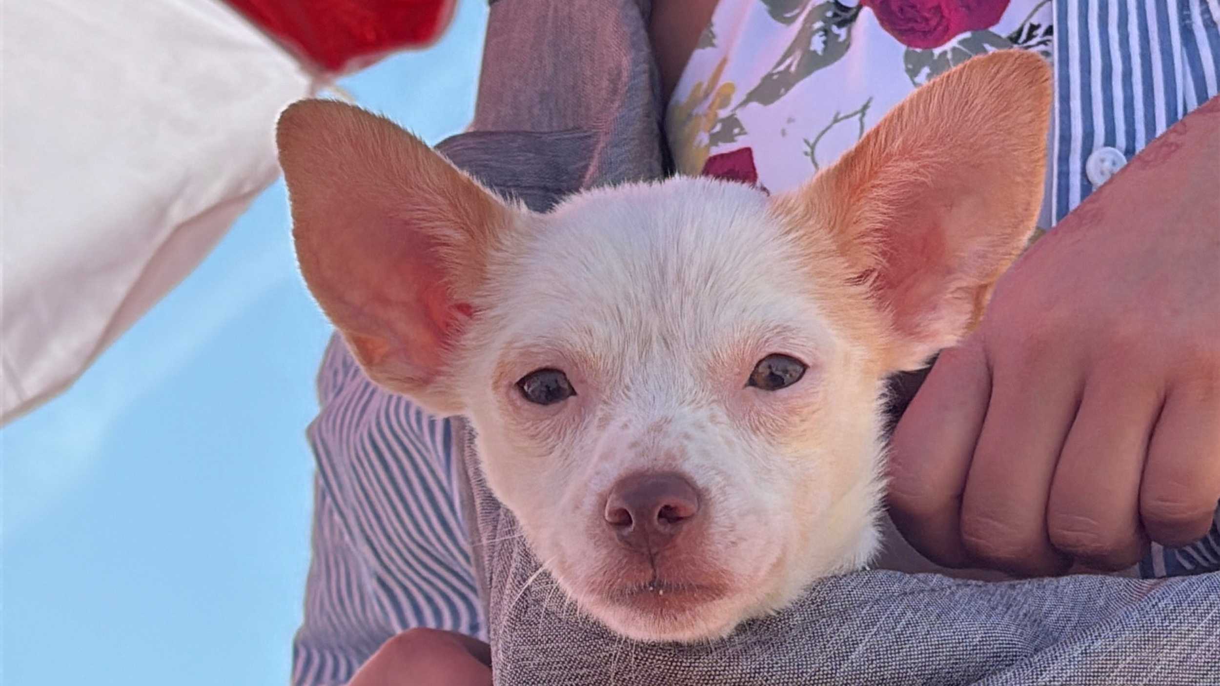 Dog Adoption Event Sunday, 8/17