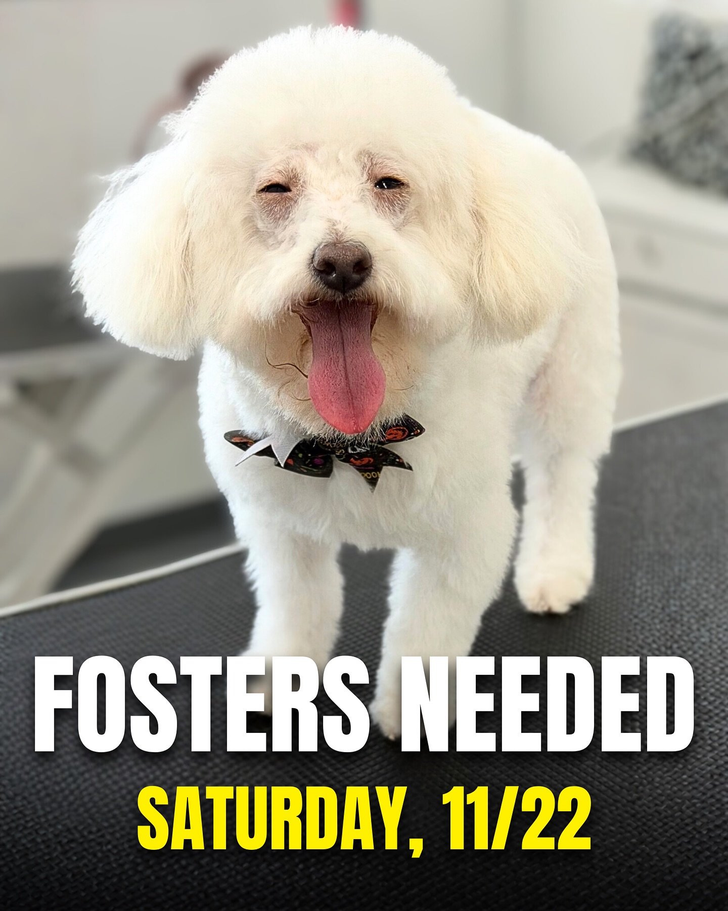 🐾 WEEKLY FOSTER CALL! 🐾 
Saturday 11/22 (no transport on 11/15), 34 dogs are coming to NYC from Texas and need foster homes to make the trip! 

If you&rsquo;d like to foster, DM your top 2️⃣-3️⃣ picks to ensure you get the best match, and all dogs 