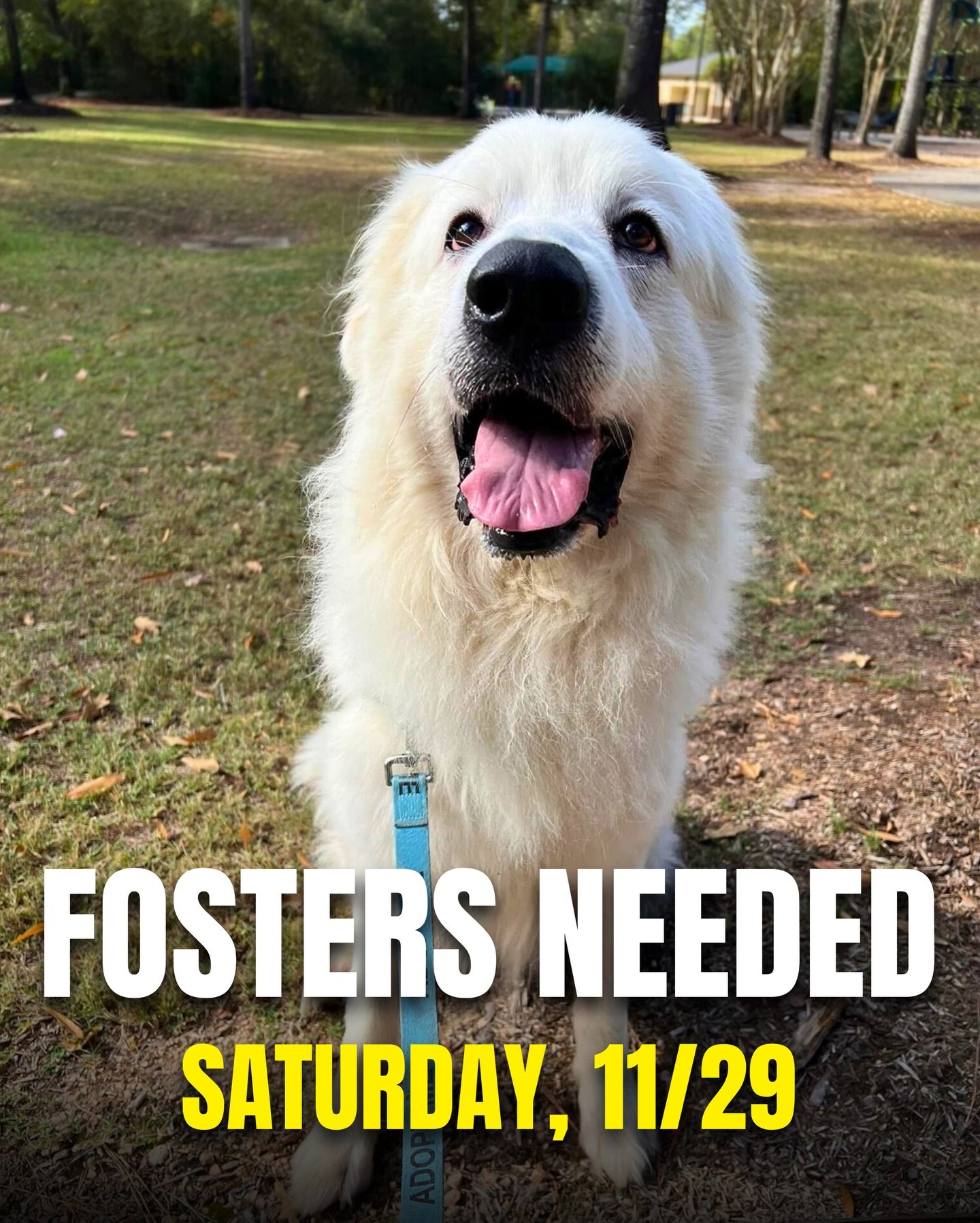 🐾 WEEKLY FOSTER CALL! 🐾 
This Saturday, 11/29, 8 dogs are coming to NYC from Texas and need foster homes to make the trip! 

DM us if you&rsquo;d like to foster! If this is your first time fostering with us, please visit www.truenorthrescue.org/fos