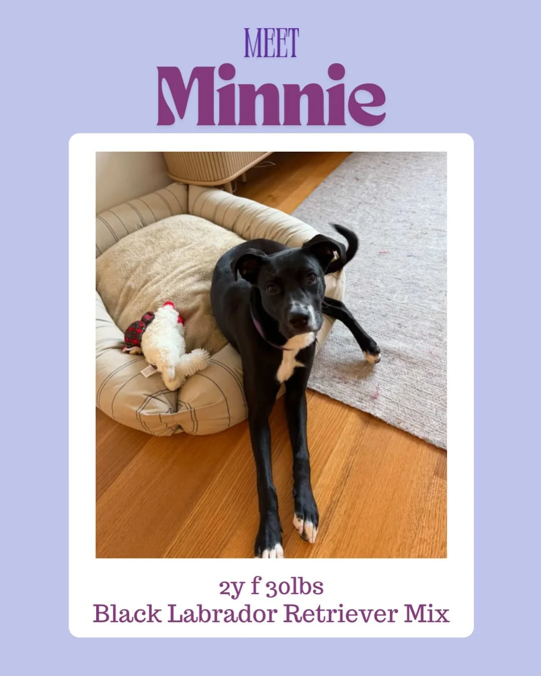 Meet Minnie 🥹💖

This incredible girl is the most endearing dog. She is a black labrador retriever mix and is ready to find her forever family 💕

Her fosters say&hellip;

&ldquo;Minnie will be someone&rsquo;s dream dog! She&rsquo;s incredibly sweet