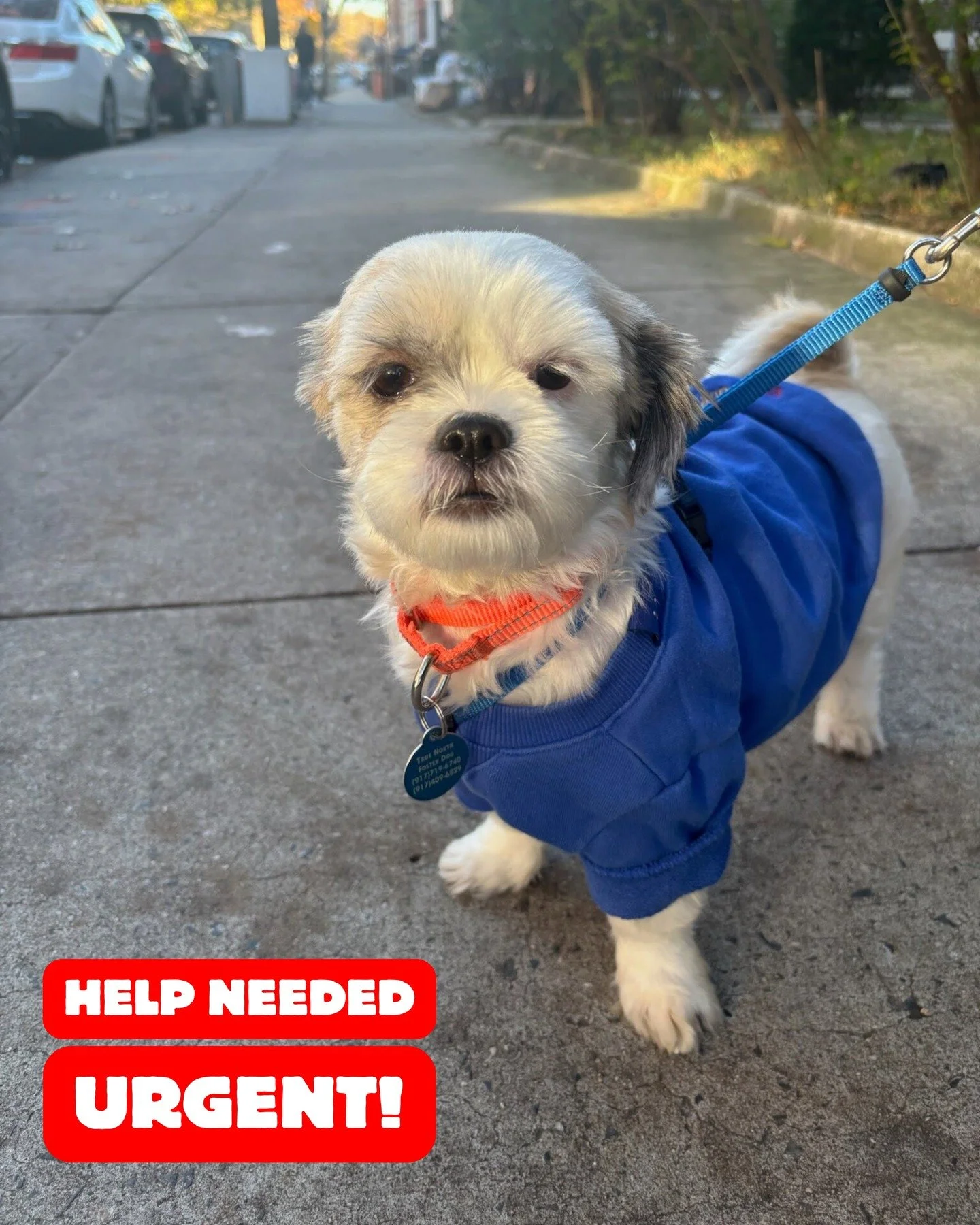 🚨 URGENT 🚨 MAISEY NEEDS MEDICAL SUPPORT
Little Maisey is hospitalized at VEG Williamsburg with severe pneumonia. Her bill is already over $2,000 and still growing. 💔 We need your help to save her. Here's how:
📞 Call VEG Williamsburg directly to c