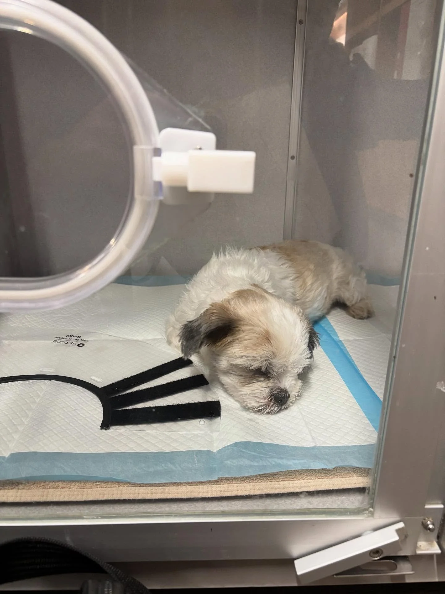 🚨 URGENT 🚨 MAISEY NEEDS MEDICAL SUPPORT
$764 left to raise!!! 

Little Maisey is finally home and remains stable after the scare she gave us this week! She was hospitalized at VEG Williamsburg with severe pneumonia. This life saving care came to $2