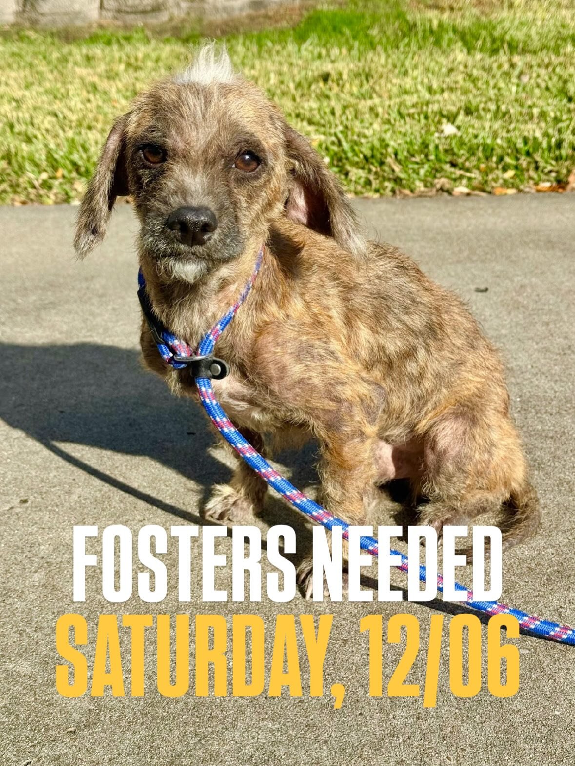 🐾 WEEKLY FOSTER CALL! 🐾 

This Saturday 12/06 we have 10 dogs coming to NYC from Texas who all need foster homes to make the trip🙌🏻🤍

DM us your top three doggos you&rsquo;d like to foster! 

If this is your first time fostering with us, please 