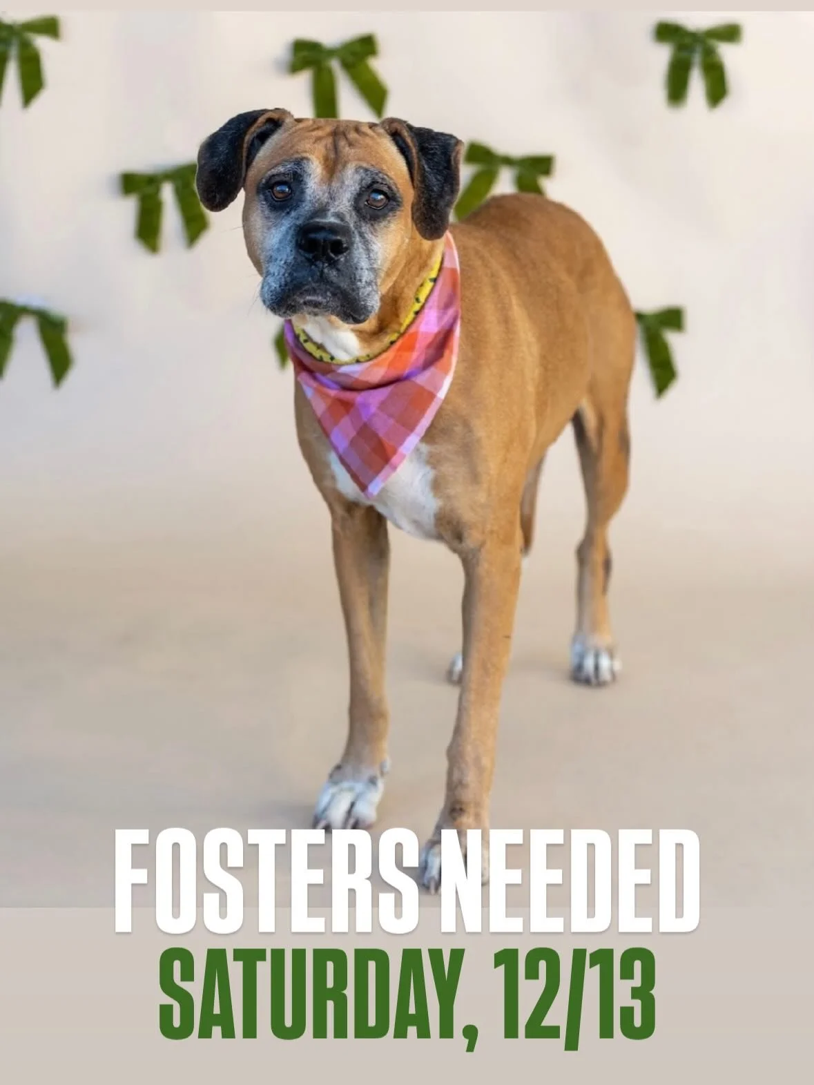 🐾 WEEKLY FOSTER CALL! 🐾 

This Saturday 12/13 we have 8 dogs coming to NYC from Texas who all need foster homes to make the trip🙌🏻🤍

DM us your top three doggos you&rsquo;d like to foster! 

If this is your first time fostering with us, please v