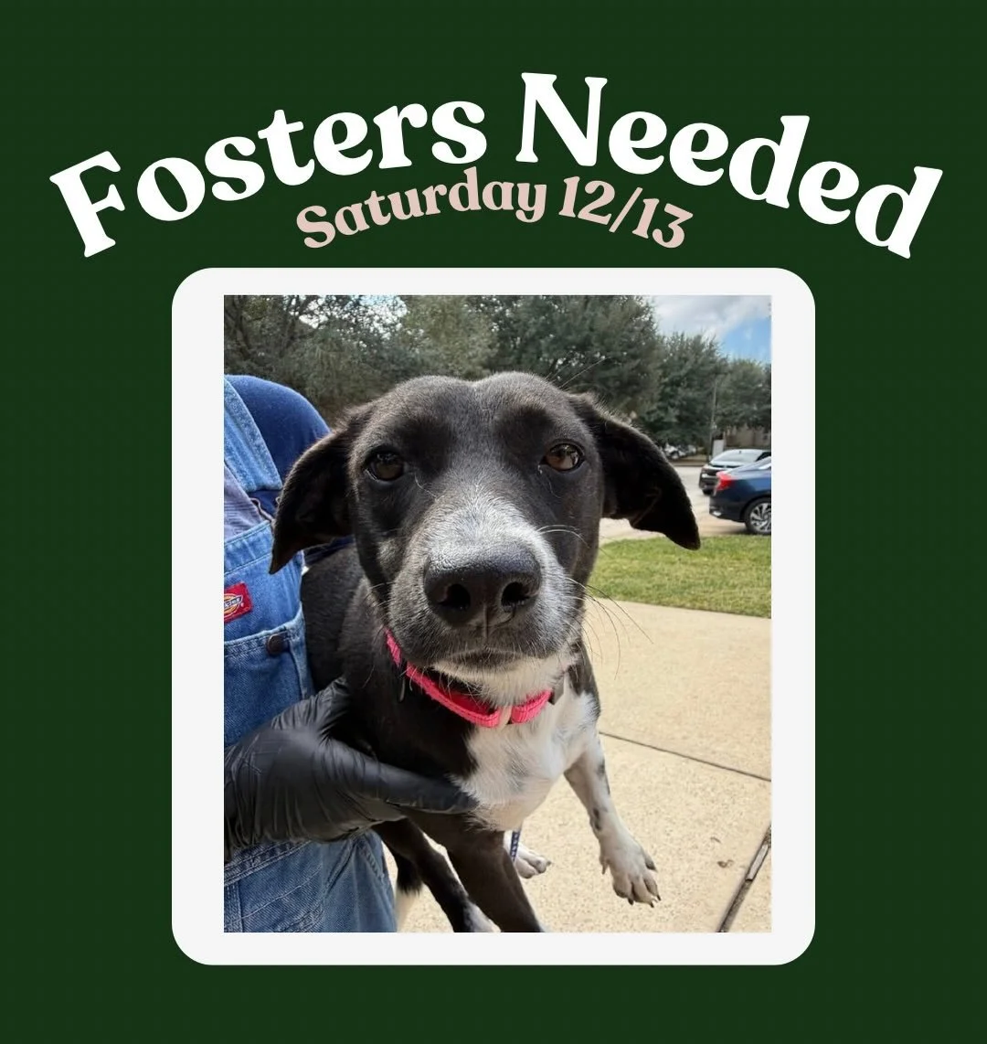 We have some more dogs joining us this upcoming Saturday, December 13th who all need foster homes to make the trip! 🥹😍

DM us your top three doggos you&rsquo;d like to foster! 

If this is your first time fostering with us, please visit www.truenor