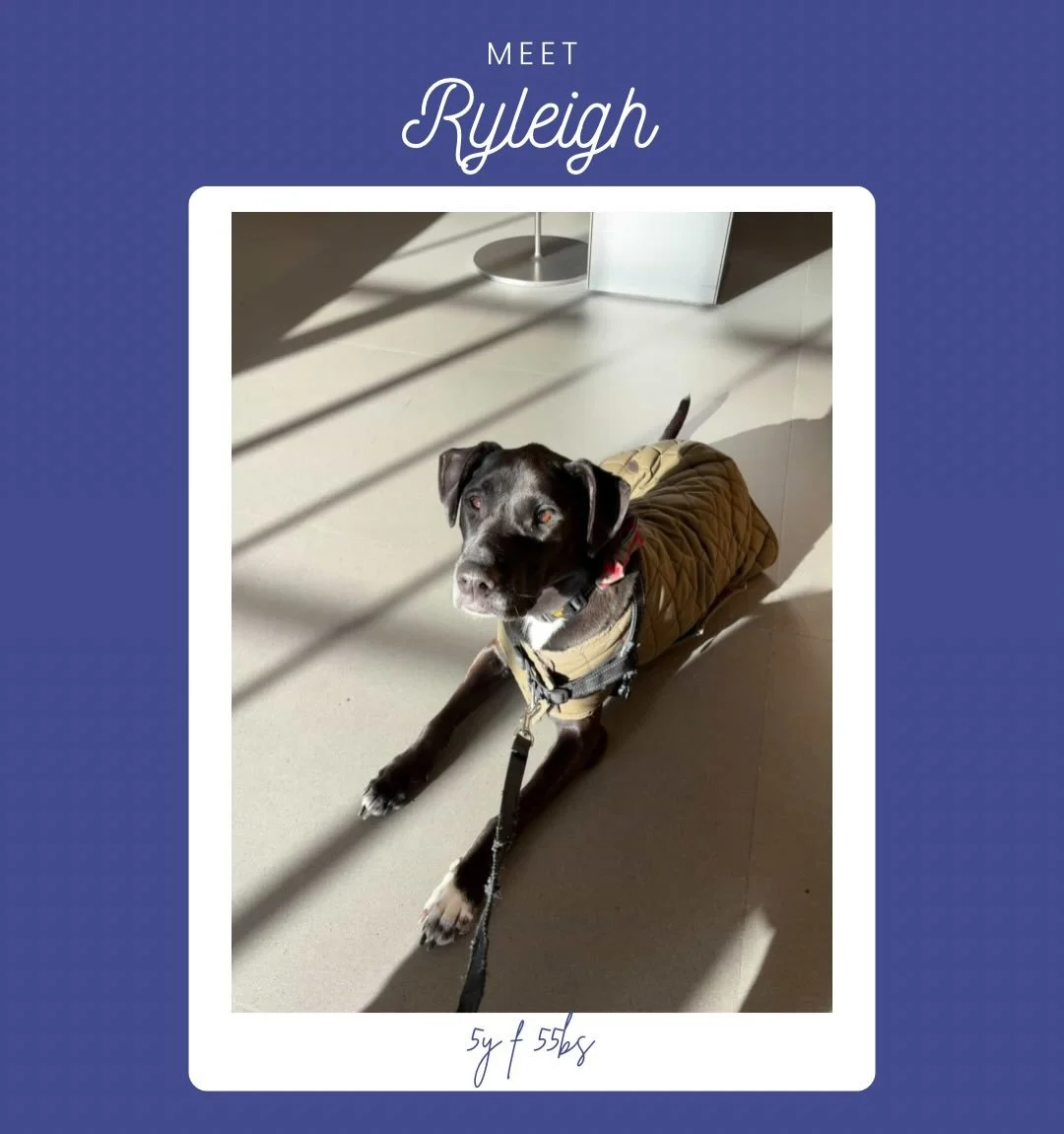 Meet Ryleigh 🤍

Ryleigh is a sweet 5 year old Labrador mix who was found as a very underweight stray in Texas. She is the most gentle loving girl🥹😍

See what her foster says,

&ldquo;Ryleigh hasn&rsquo;t let her unfortunate circumstances affect he