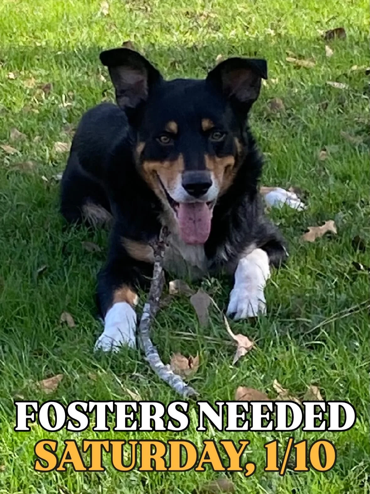 🐾 WEEKLY FOSTER CALL! 🐾 

This Saturday 1/10 we have 14 dogs coming to NYC from Texas who all need foster homes to make the trip🙌🏻🤍

DM us your top three doggos you&rsquo;d like to foster! 

If this is your first time fostering with us, please v