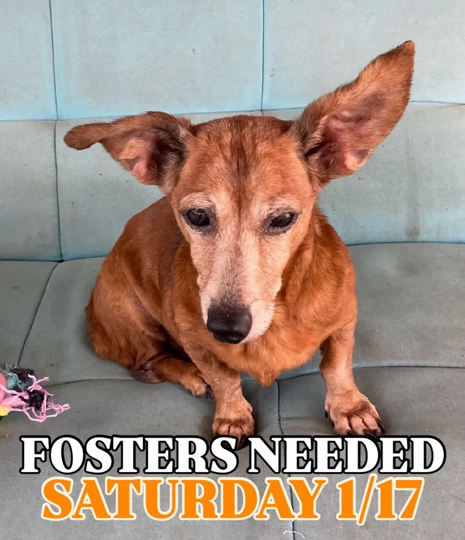 🐾 WEEKLY FOSTER CALL! 🐾 

This Saturday 1/17 we have 15 dogs coming to NYC from Texas who all need foster homes to make the trip🙌🏻🤍

DM us your top three doggos you&rsquo;d like to foster! 

If this is your first time fostering with us, please v