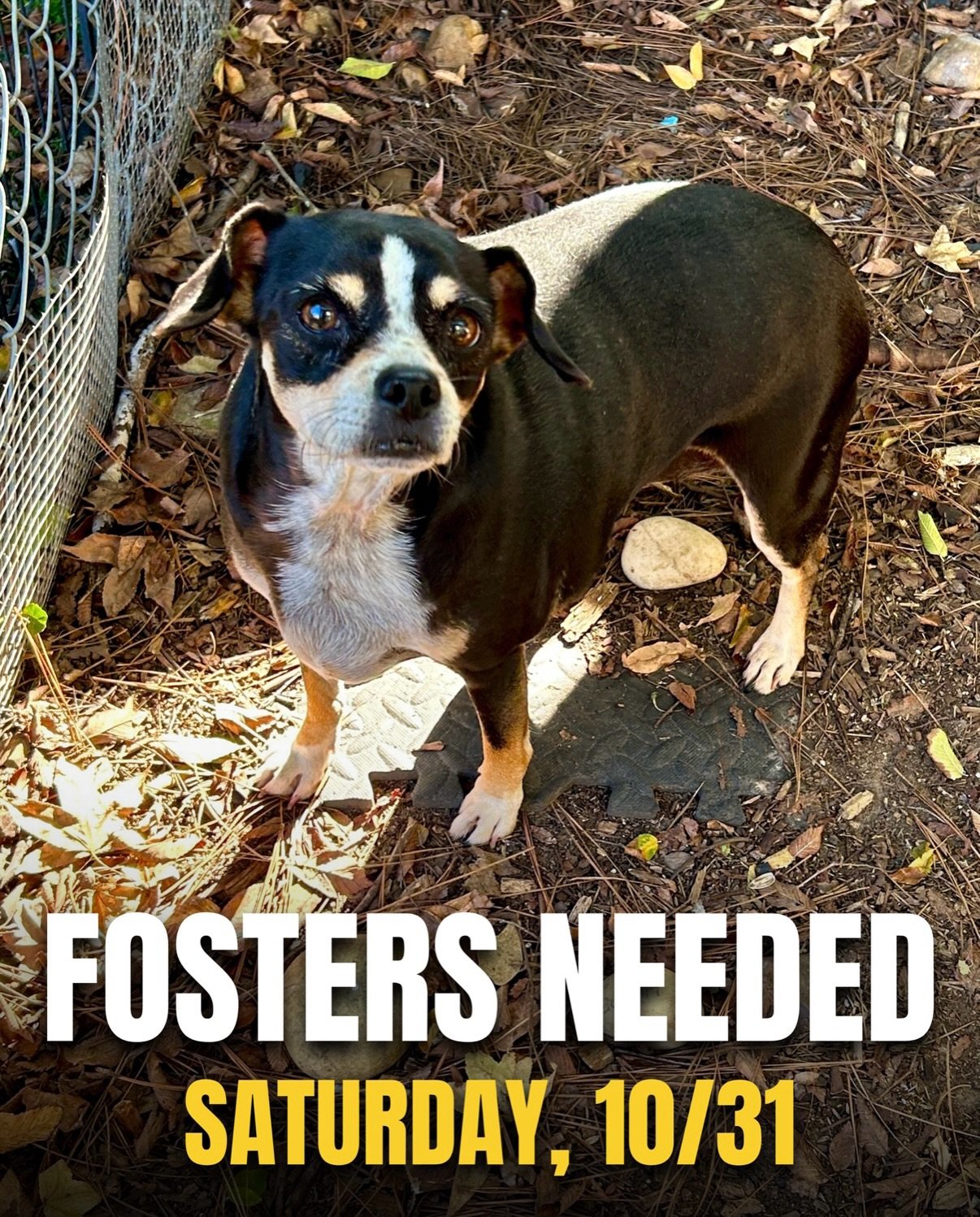 Next Saturday, 10/31, we have lots of loving dogs coming to NYC, and they all need foster homes to make the trip 🐾&nbsp;🐶

DM us the top 3 doggos you&rsquo;d like to foster!

First time fostering with us? Apply at truenorthrescue.org/foster-applica