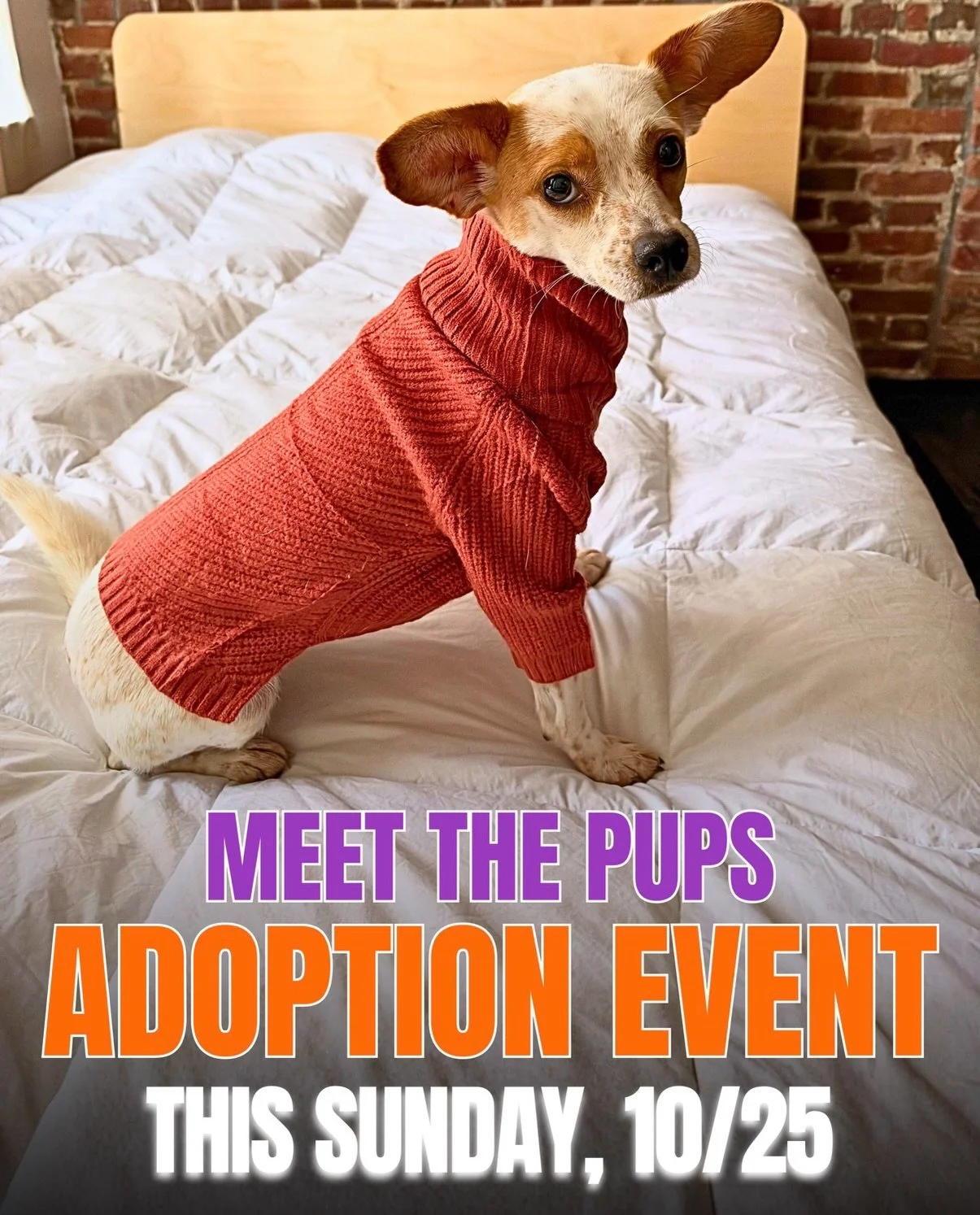 👻 Sunday&rsquo;s lineup is looking frightfully cute 🎃 
Swipe for a peek at SOME of the True North rescue pups joining us at our adoption event at Love Thy Beast in Williamsburg, this Sunday, from 1&ndash;3 PM!

WHAT TO EXPECT 
🐕 Meet adorable, ado
