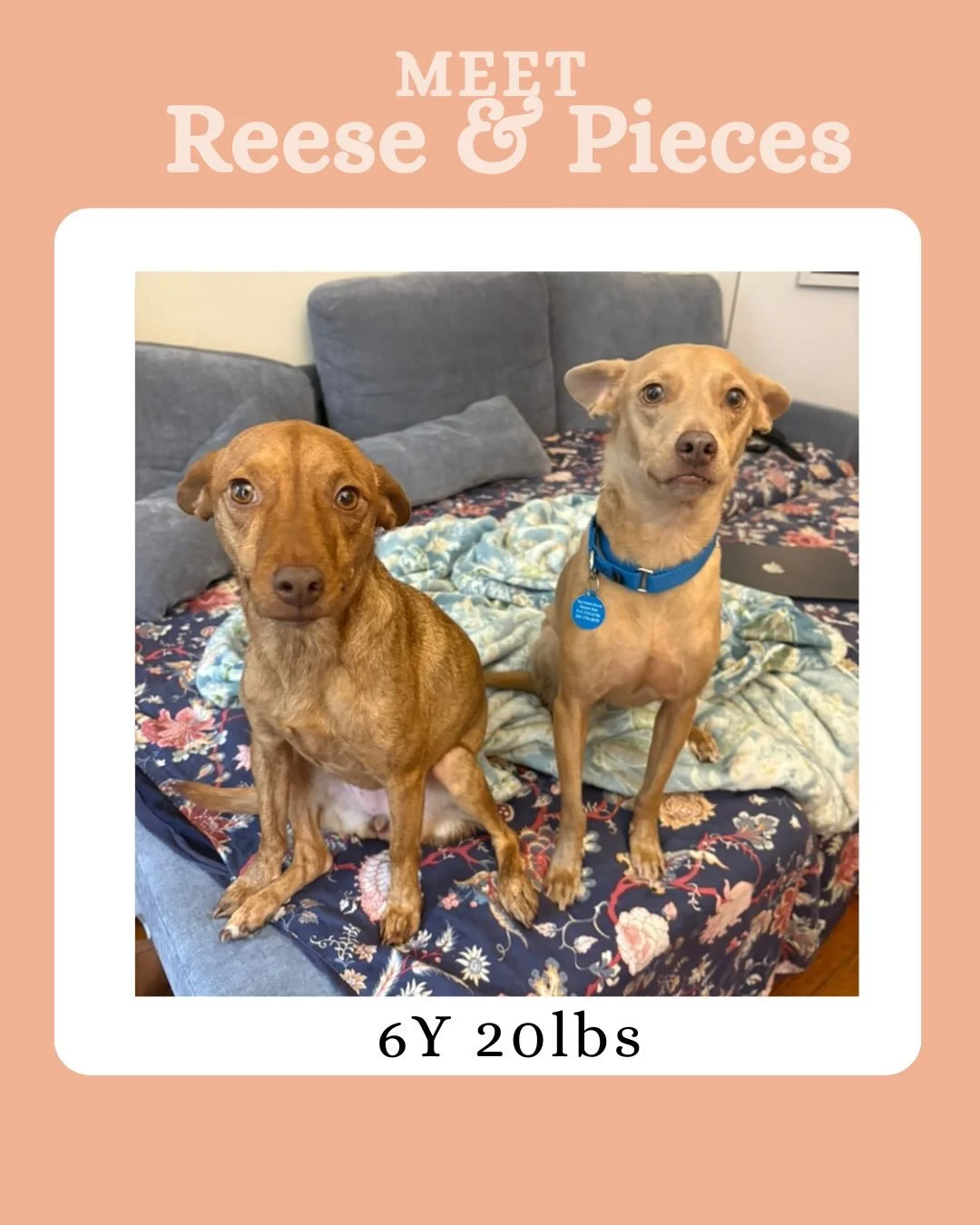 ‼️BONDED PAIR!! PLEASE SHARE TO HELP GET THEM ADOPTED!!! ‼️

Two is better than one, especially when it comes to Reeses &amp; Pieces! 🤎

These bonded sisters are quite possibly the easiest, sweetest little duo you&rsquo;ll ever meet. At 6 years old 