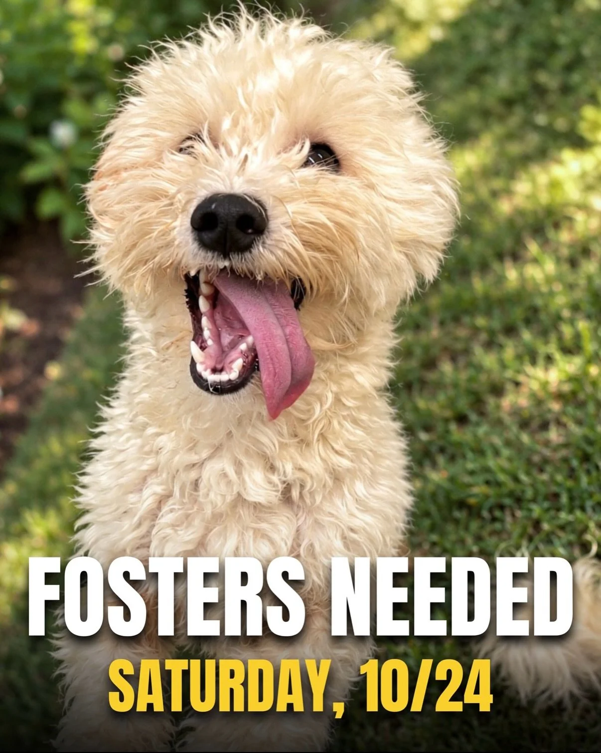 Next Saturday, 10/24, we have lots of loving dogs coming to NYC, and they all need foster homes to make the trip 🐾&nbsp;🐶

DM us the top 3 doggos you&rsquo;d like to foster!

First time fostering with us? Apply at truenorthrescue.org/foster-applica