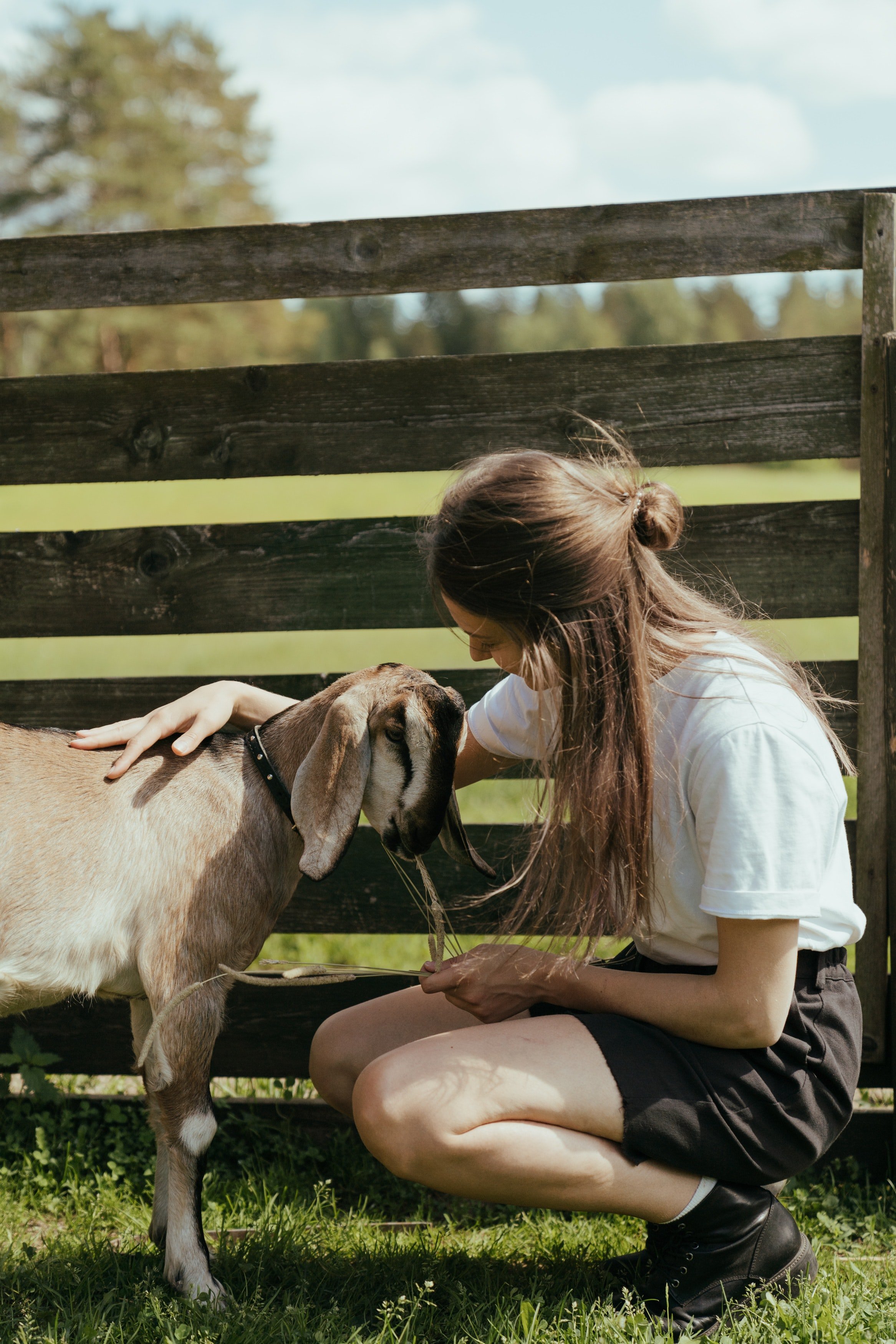 petting farm goat.jpg