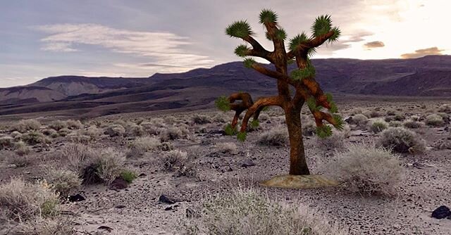 To celebrate the 33rd anniversary of The Joshua Tree, bring the original tree to life through AR. Ink in Bio.  https://www.thejoshuatree.earth/ar-tree #thejoshuatree #u2 #u2fans #thejoshuatree33 #augmentedreality