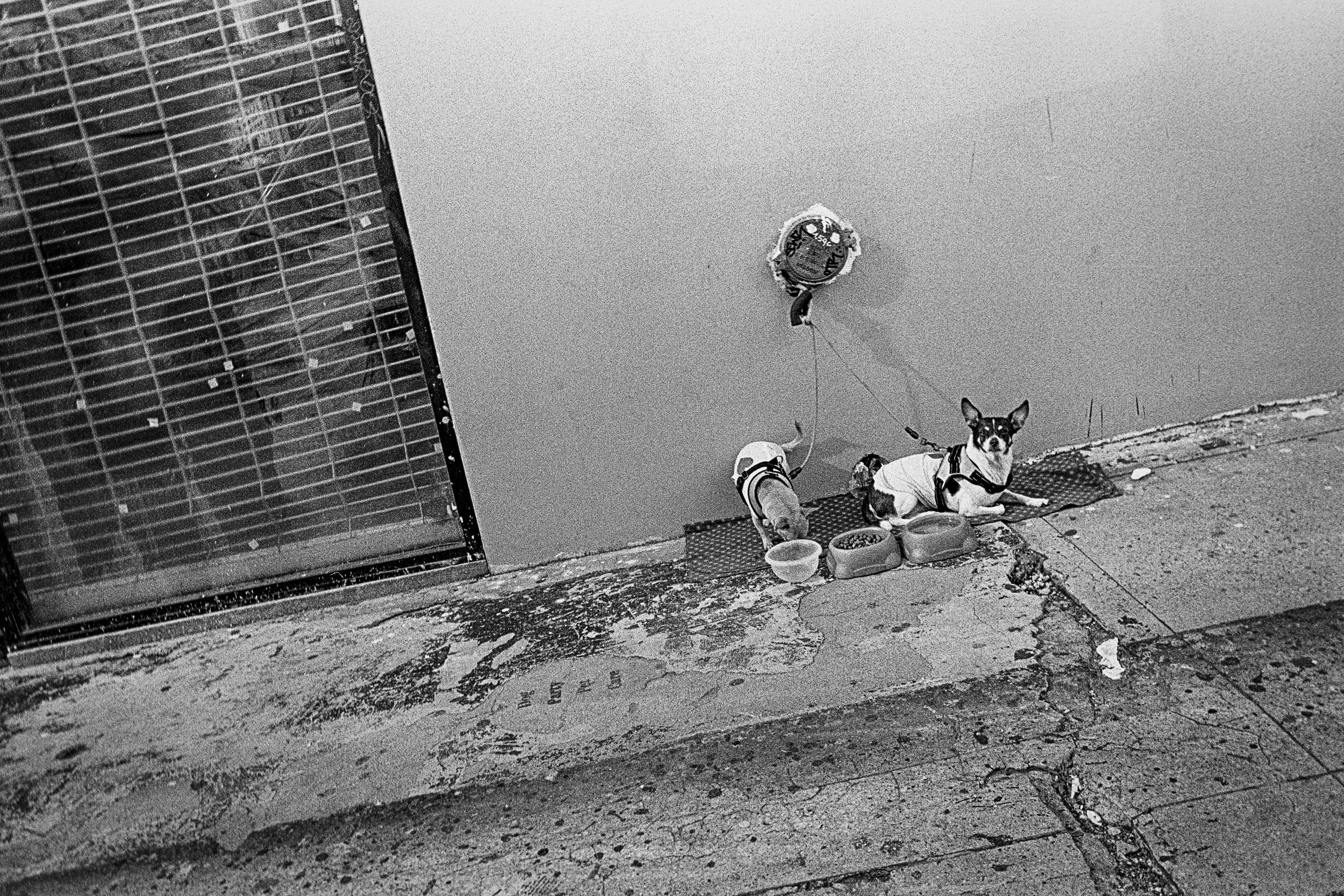 tri-x 1-100-1.jpg