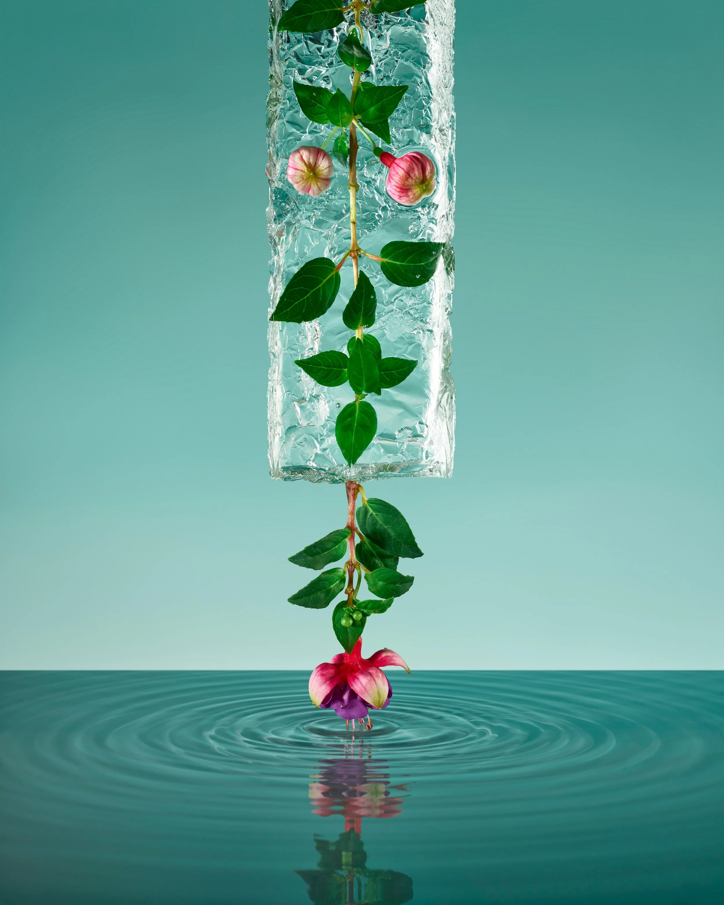 MYGOSH_PALOMA_RINCON_FreezingFlowers_04.jpg
