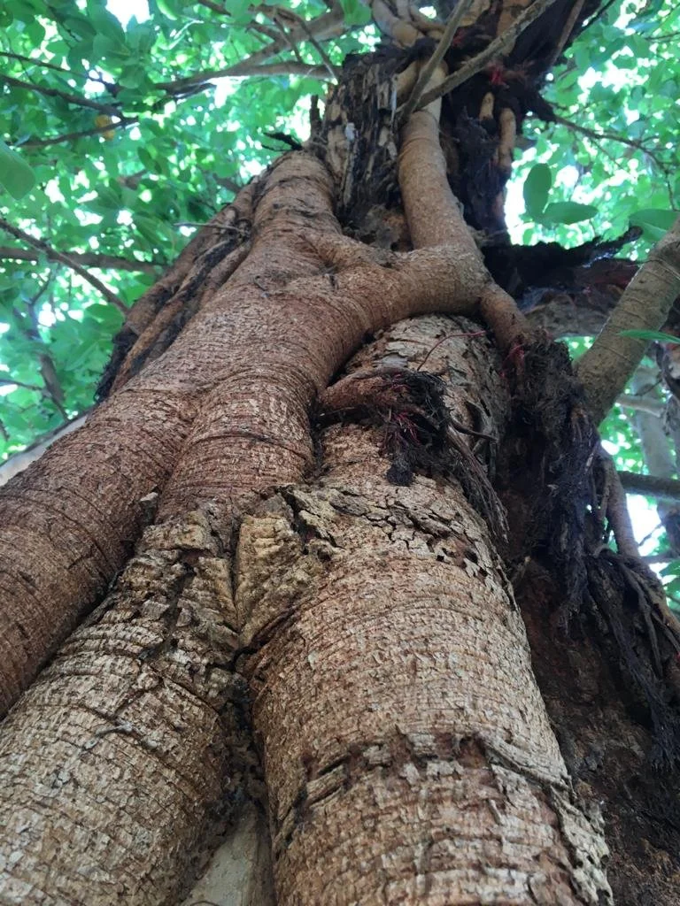 MYGOSH_LOCCITANE_Shea_ 3 3.jpg