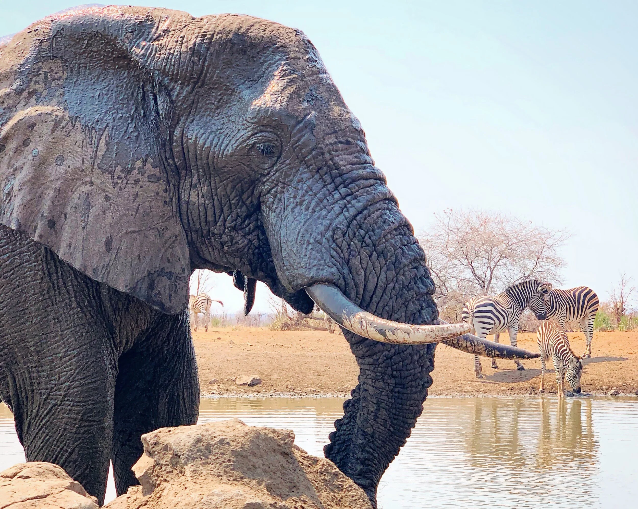On the Rocks: Sundowners in Elastic Time