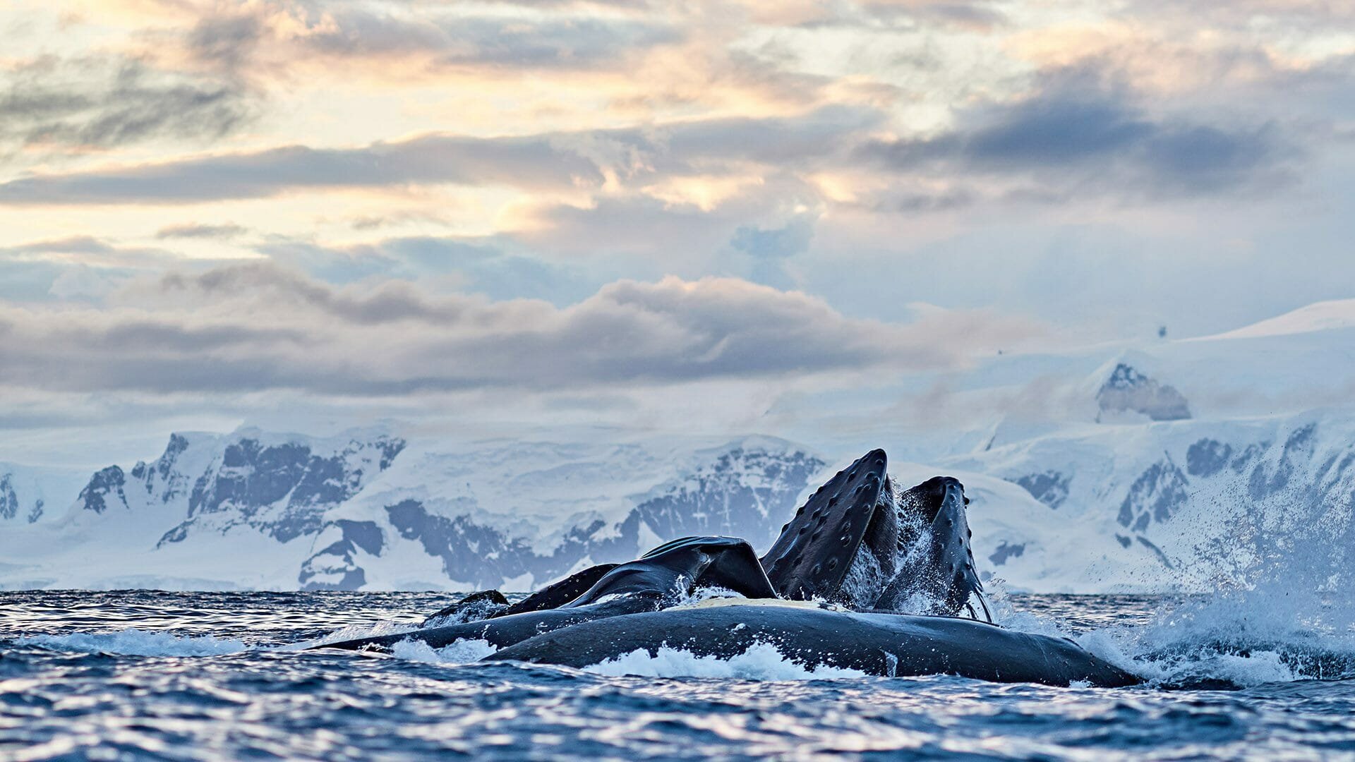 humpback-whale-breaching-antarctica-sunset-mountains-1920x1080.jpg