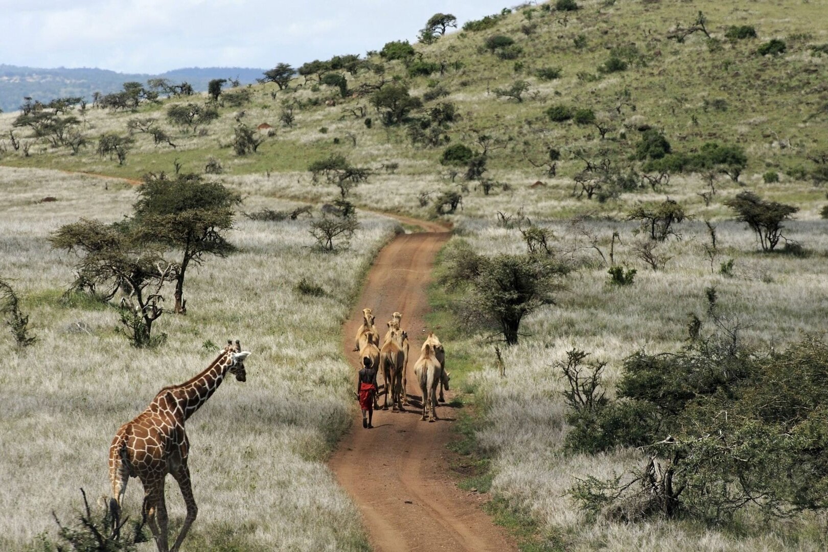 D-Kenya-Laikipia+Plateau.jpg
