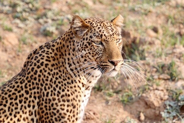 Leopard.jpeg