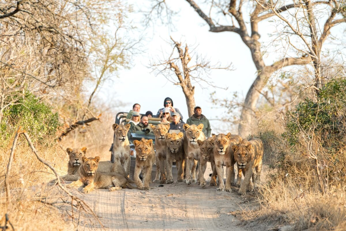 Royal Malewane Lions.jpg