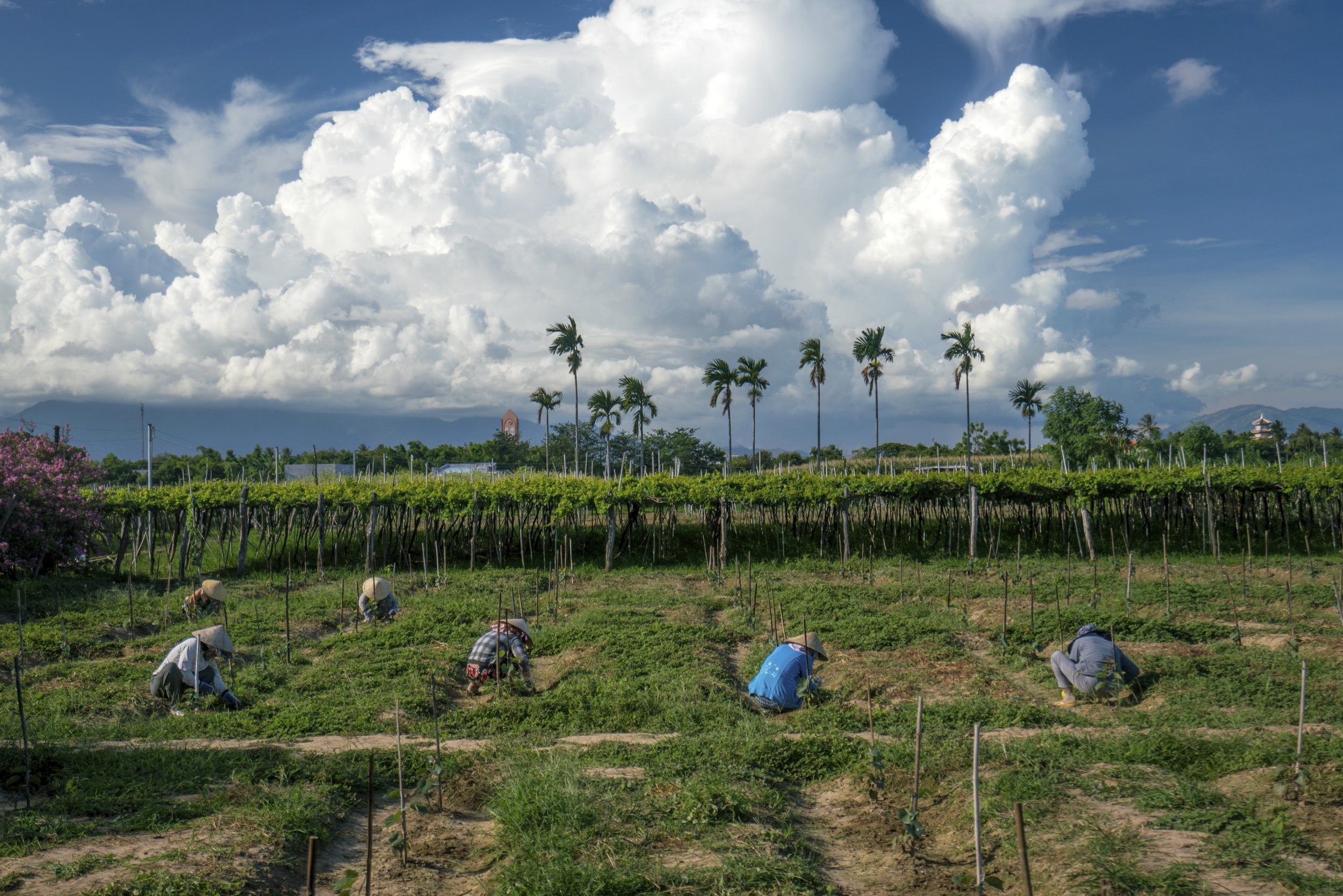 Amanoi, Vietnam - Destination, Local grape farmers making grass_High Res_14653.jpg
