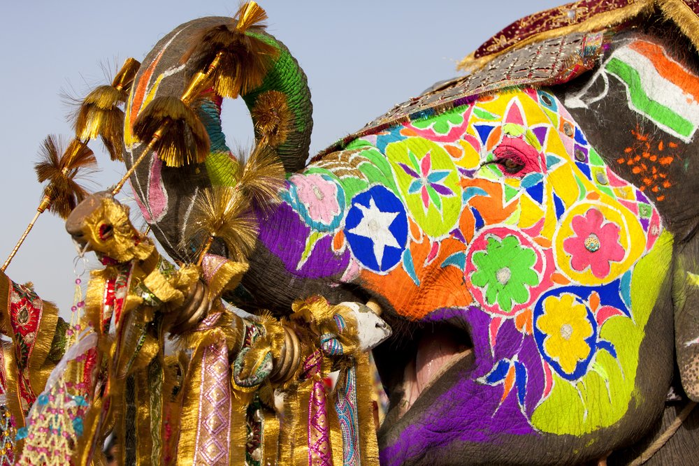 D-India-Rajasthan-Jaipur-Decorated Elephant at the Elephant Festival.jpeg