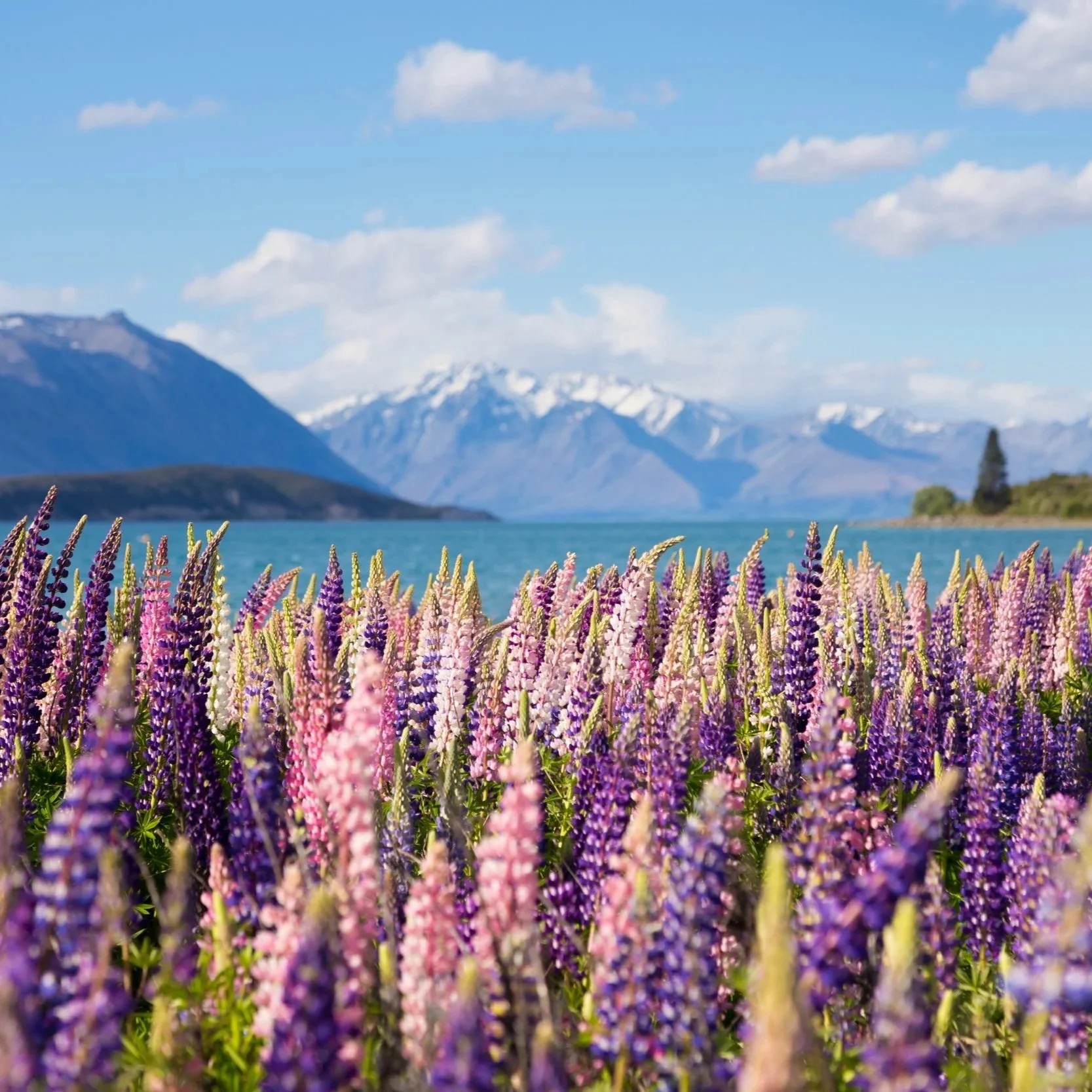 Postcard from New Zealand